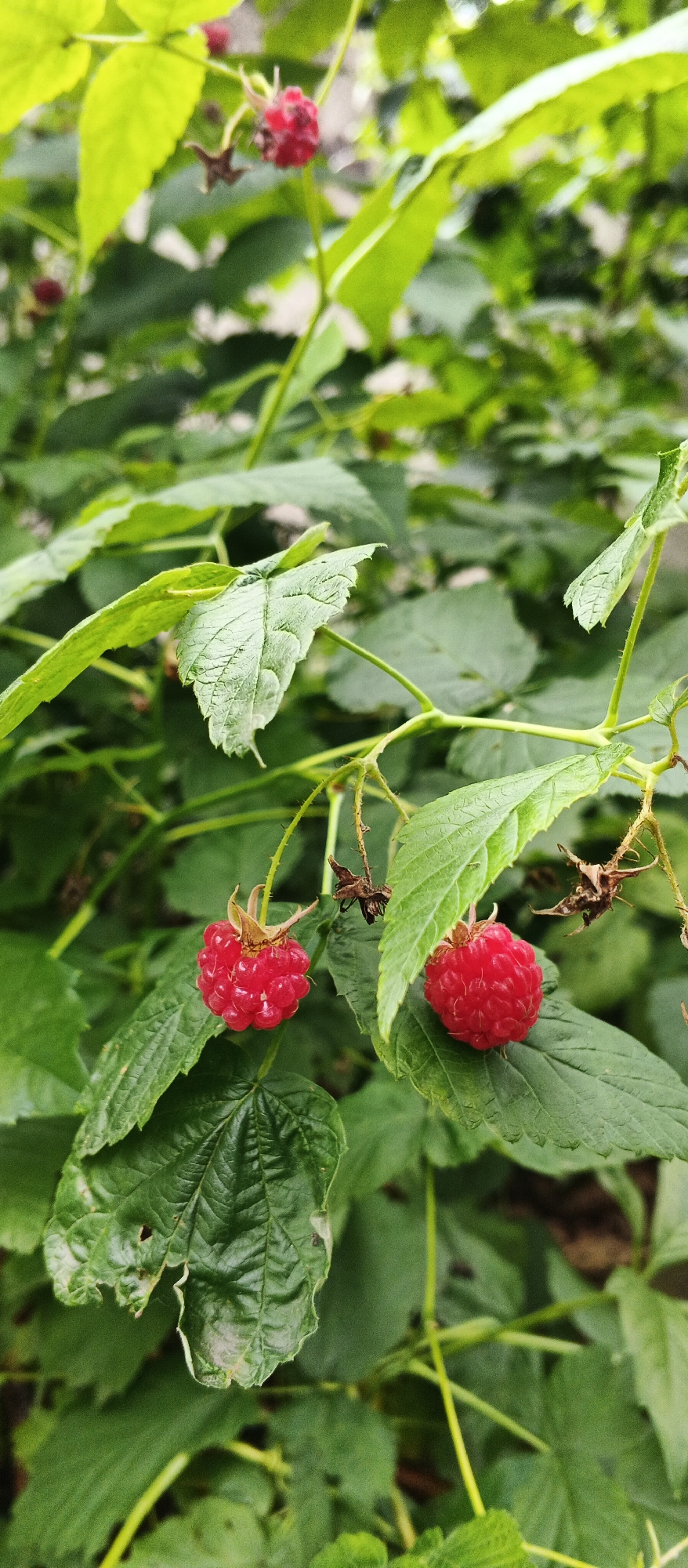 The image shows a close-up view of two ripe raspberries hanging from a branch amidst lush green foliage. The raspberries are a vibrant red, with visible drupelets. The leaves surrounding them are broad and textured, with some showing signs of wear or minor damage. The background is a soft blur of more green leaves, suggesting an outdoor setting in a natural or garden environment. There is no indication of specific location within the city of Izhevsk, Russia, nor are there any people or discernible actions taking place. The scene is static and focuses solely on the fruit and its surrounding plant life.