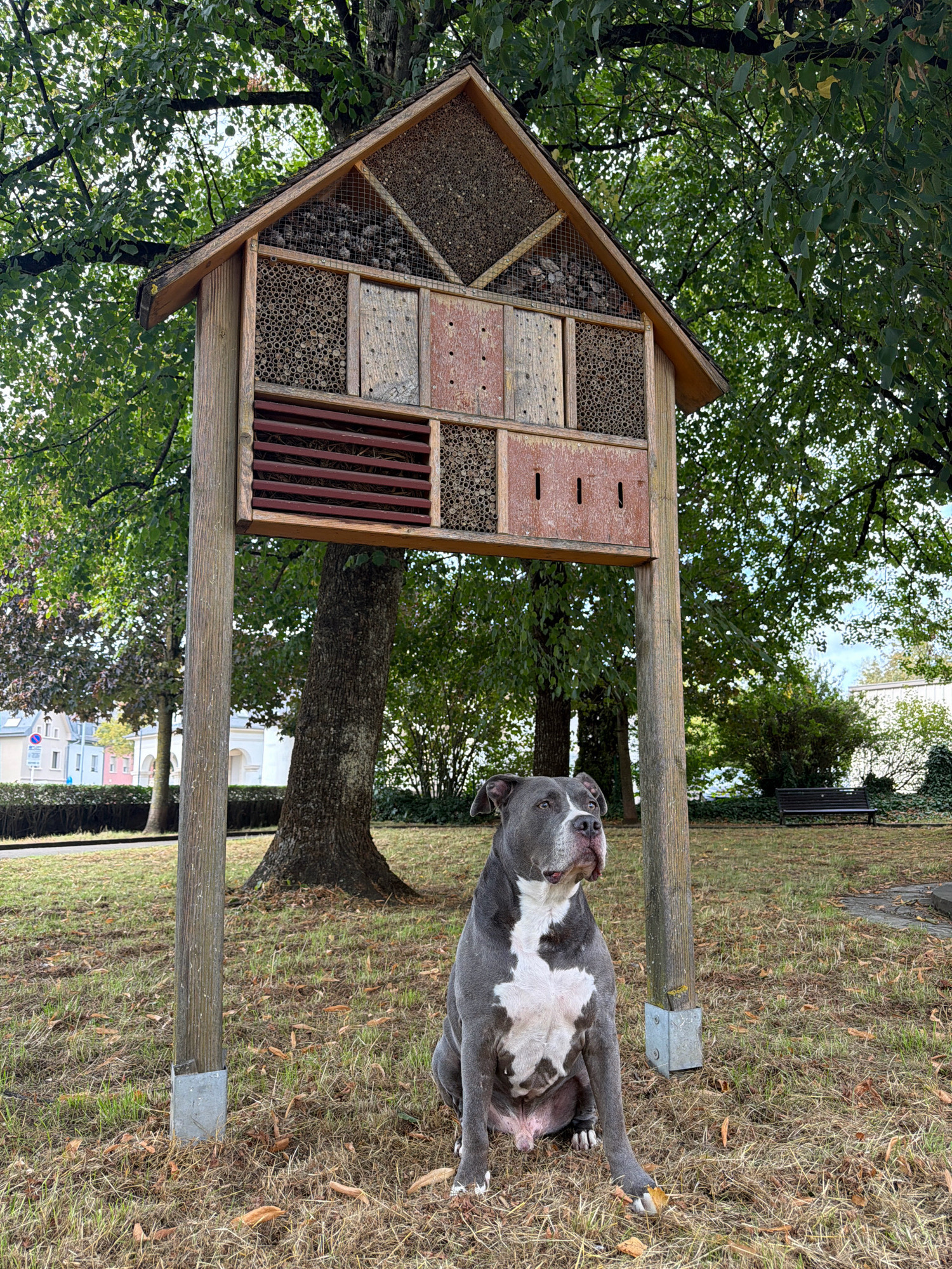 A grey and white pit bull dog is sitting on dry grass in front of a wooden insect hotel. The insect hotel is a multi-compartment structure designed to attract and house various insects, featuring sections filled with hollow reeds, drilled wood, and other natural materials. It is mounted on two wooden posts. Behind the insect hotel, a large tree provides shade, and further in the background, there are more trees, a park bench, and buildings. The scene appears to be in a park or public space in Esch-sur-Alzette, Luxembourg, given the architectural style of the background buildings. The dog is looking off to the right of the frame.
