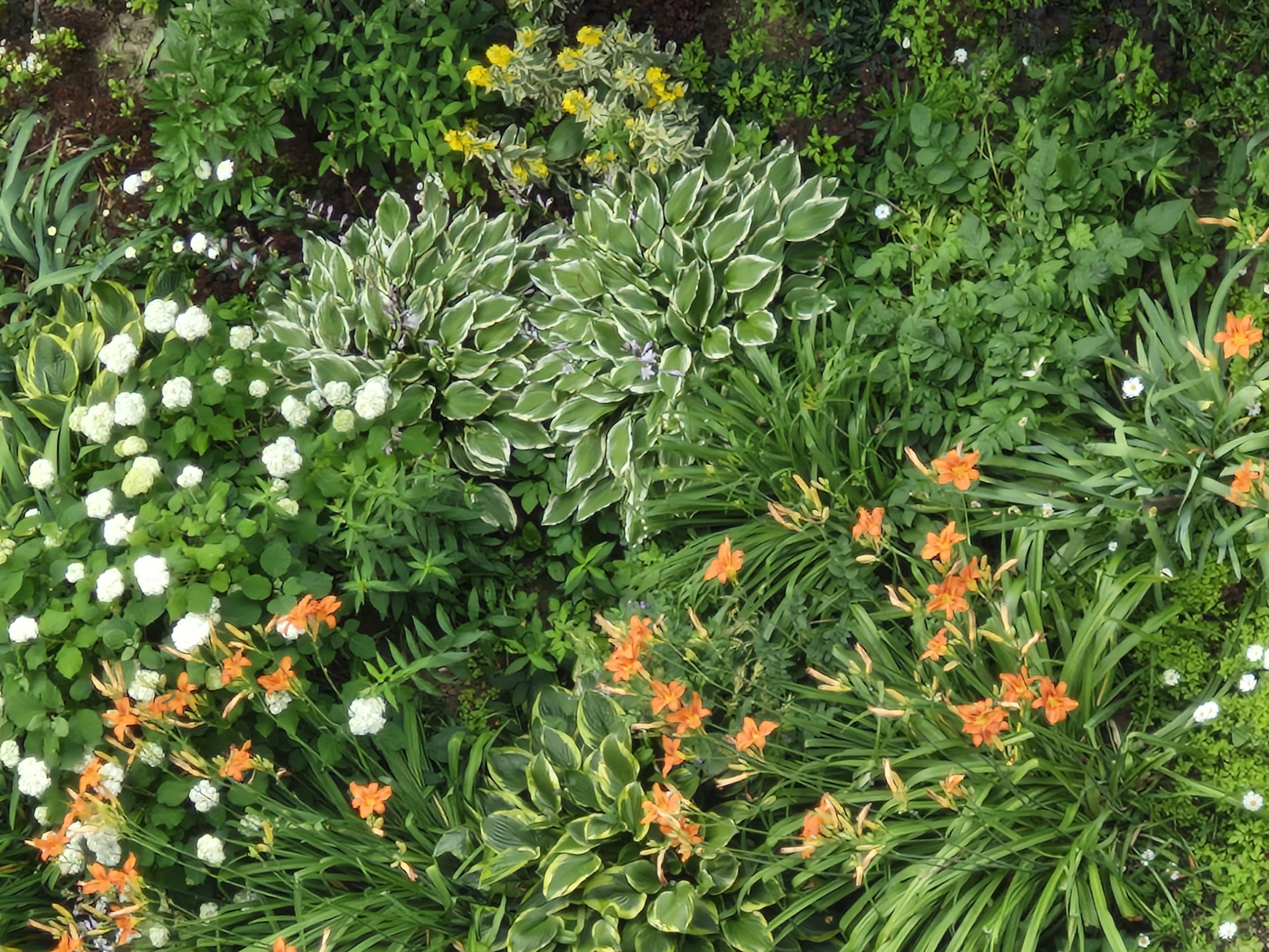 The image is a high-angle, full-shot photograph of a lush garden in Ерино, Russia. The scene is dominated by dense foliage and a variety of blooming flowers. In the foreground and scattered throughout are bright orange daylilies, their delicate petals unfurling amongst the greenery. Clusters of white, snowball-like flowers are also visible, interspersed with the darker green leaves. Two large hosta plants with variegated green and white leaves are prominent in the middle ground.

The garden appears vibrant and well-maintained, suggesting it is the warmer months, likely spring or summer, given the abundance of blooms. The lighting suggests it is daytime, possibly overcast or with soft sunlight, as there are no harsh shadows. The setting is clearly a garden, possibly a backyard or a public park, with the focus entirely on the natural beauty of the plants. No people or animals are visible, and there is no text in the image. The overall impression is one of natural beauty and tranquility.