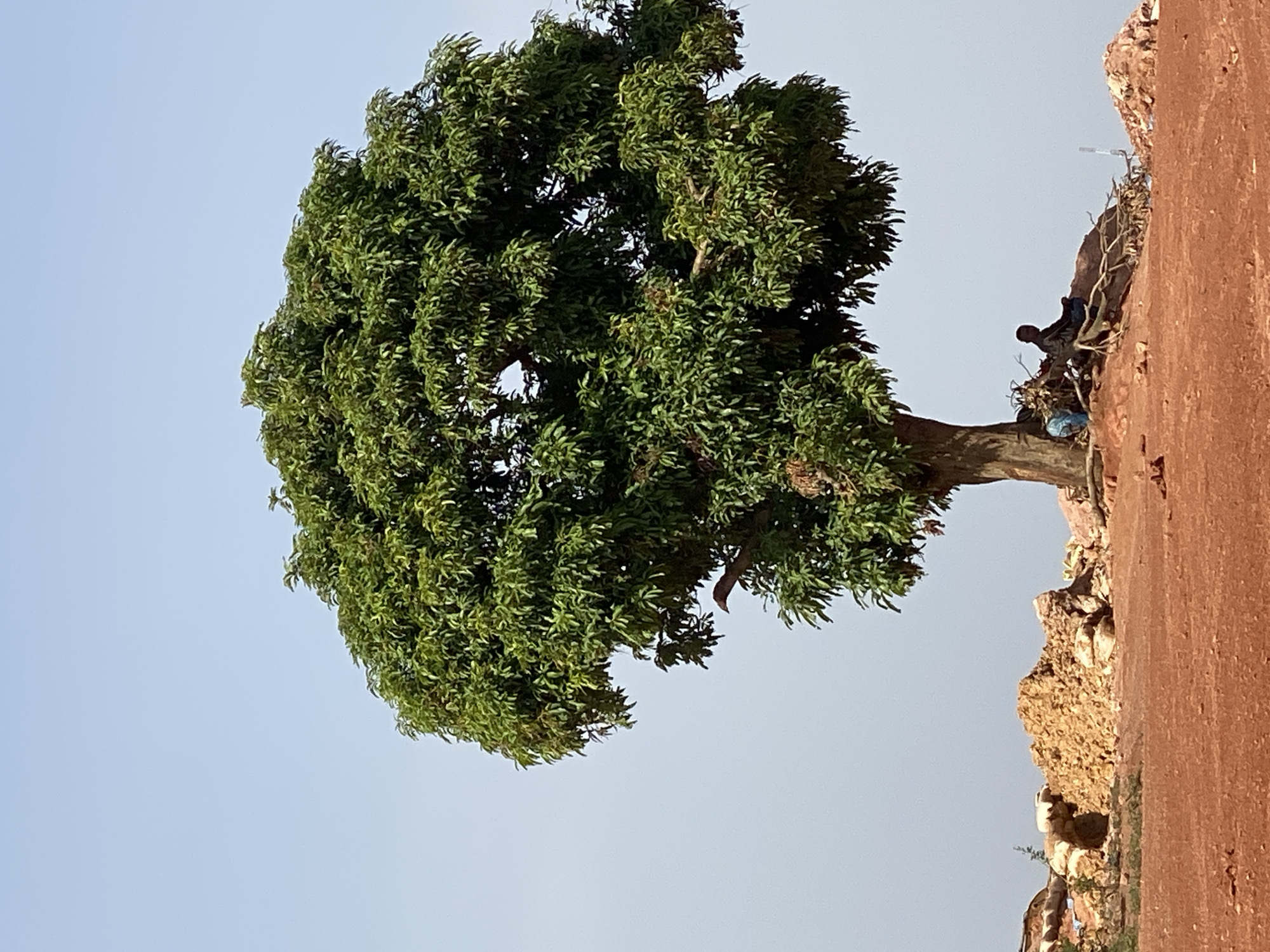 A tree with dense green foliage stands next to a high, red-brown wall or cliff-like structure. A figure is perched near the top of the wall, amidst some branches and debris. The sky is a pale blue. The location is likely rural or on the outskirts of a city. The city or location is Unknown, Unknown.