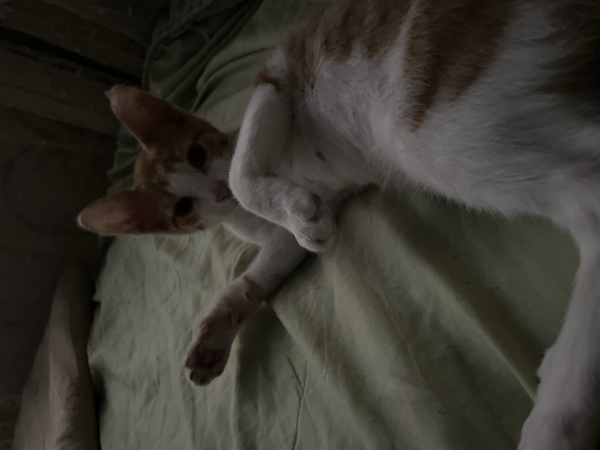 The image shows an orange and white cat lying on a light green blanket. The cat is mostly facing the camera, with its head turned to the side. Its eyes are open and it appears to be looking at the viewer. The cat's body is partially obscured by its own leg, which is bent at the knee. The blanket is wrinkled and has a soft texture. The lighting in the image is dim, suggesting that it may have been taken at night or in a dimly lit room. There are no people or other objects visible in the image, only the cat and the blanket. The scene appears to be domestic and relaxed, with the cat in a comfortable position. The image is of good quality, with clear focus on the cat. The location context of Aktau, Kazakhstan is not reflected in the visual content of the image. There is no visible text in the image.