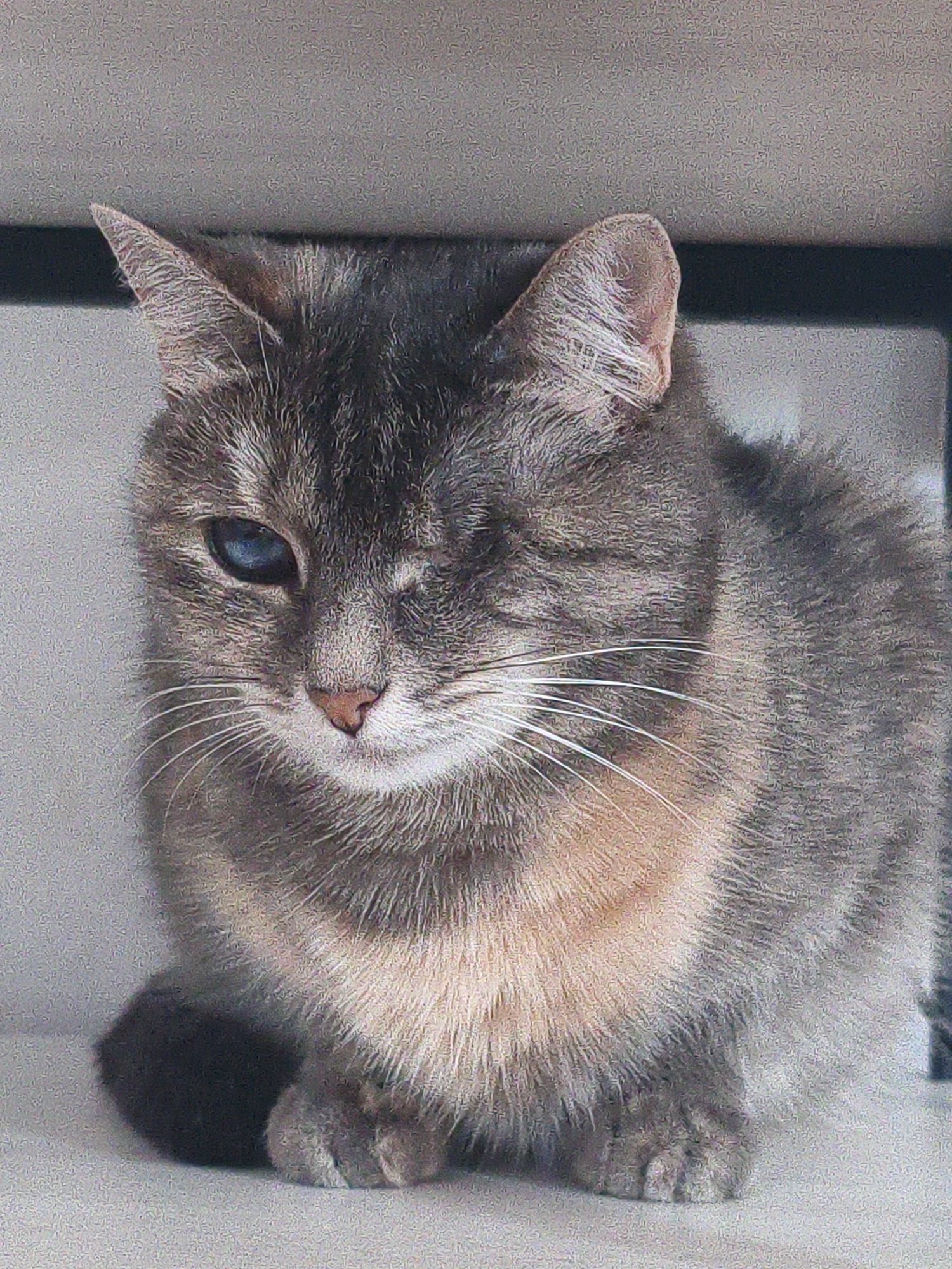 A close-up, medium shot depicts a cat with gray and tan fur, one visible blue eye, and the other eye appears closed or missing. The cat is sitting and looking towards the left side of the frame. It has white whiskers and a pink nose. A dark object, possibly its tail, is visible behind the cat. The background is a light gray or white surface with a horizontal black line or bar visible behind the cat's head. The environment appears to be indoors, possibly on a shelf or inside a cabinet. The image does not provide enough information to confirm that the location is Chaikovsky, Russia.
