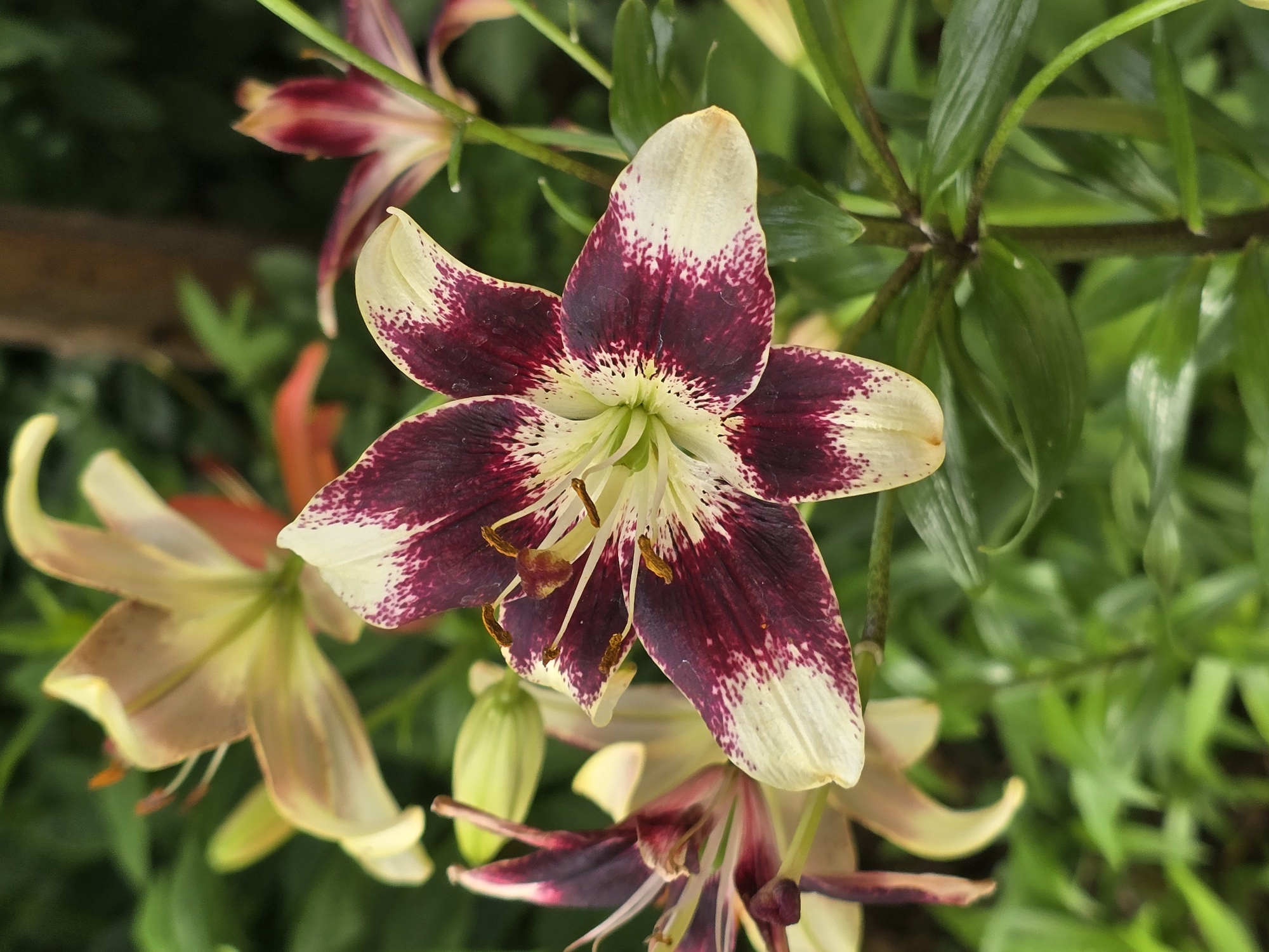 A close-up, vertical, eye-level shot captures a cluster of lilies in bloom. The foreground is dominated by a large lily with deep burgundy petals edged in creamy white, speckled with burgundy. The flower's stamen, tipped with brown anthers, are clearly visible at its center. Behind this prominent flower, several other lilies and buds are visible. One to the left, also bi-colored, appears to be in an earlier stage of bloom. Further back, a pale yellow lily with orange stamen is out of focus, as is another burgundy and white lily to the right. The background consists of lush green foliage, suggesting a garden setting. The lighting is soft, highlighting the textures and colors of the flowers. The scene appears to be located in Sofiivska Borshchahivka, Ukraine, where such flowers are likely grown in residential gardens or public green spaces.