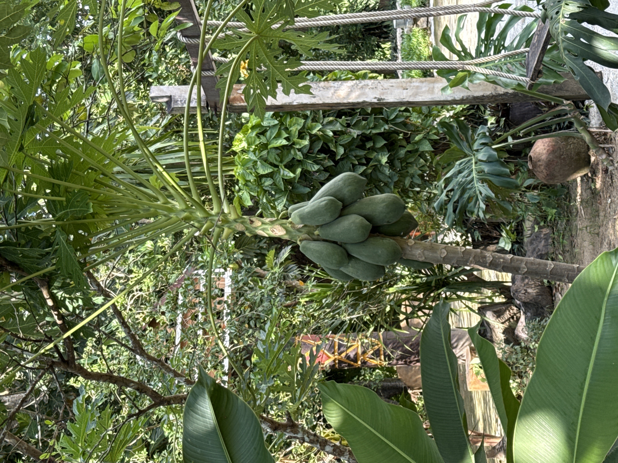 The image depicts an outdoor scene in a lush, tropical environment, potentially in Nam Khanh Vinh, Vietnam. In the foreground, a papaya tree bears a cluster of green papayas. Large, dark green leaves, possibly from a banana plant, dominate the left side of the frame. Behind the papaya tree, dense foliage creates a backdrop of various shades of green. To the right, a wooden swing hangs from ropes attached to a concrete post, suggesting a recreational area. The ground is covered with dirt and scattered rocks. The overall impression is one of natural abundance and a relaxed, outdoor setting.