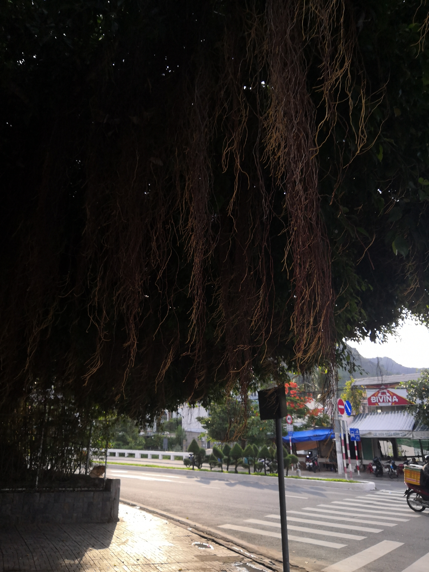 The image displays an urban street scene in Bac Nha Trang Ward, Vietnam, viewed from beneath a large tree whose dense canopy occupies the upper half of the frame. Numerous thin, brownish-yellow aerial roots hang vertically from the tree, some illuminated by filtered sunlight. The foreground shows a paved sidewalk with interlocking pavers, partially lit by sunlight, creating shadow patterns. A low stone planter wall is visible along the sidewalk's edge, behind which dense foliage grows.
A two-lane paved road runs horizontally across the mid-ground, featuring a prominent white pedestrian crosswalk in the mid-right. A black utility pole stands near the crosswalk. Further down the road, another pole displays a blue circular traffic sign and a red circular sign. Several motorcycles are parked on the far side of the road, near commercial buildings. One building has a "BIVINA" sign prominently displayed on its roof, while an adjacent structure features a blue tarp awning. A person on a red and yellow scooter is partially visible on the far right, moving away from the viewer. The background reveals distant light-colored mountains under a bright sky. Manicured shrubbery lines the roadside across the street.