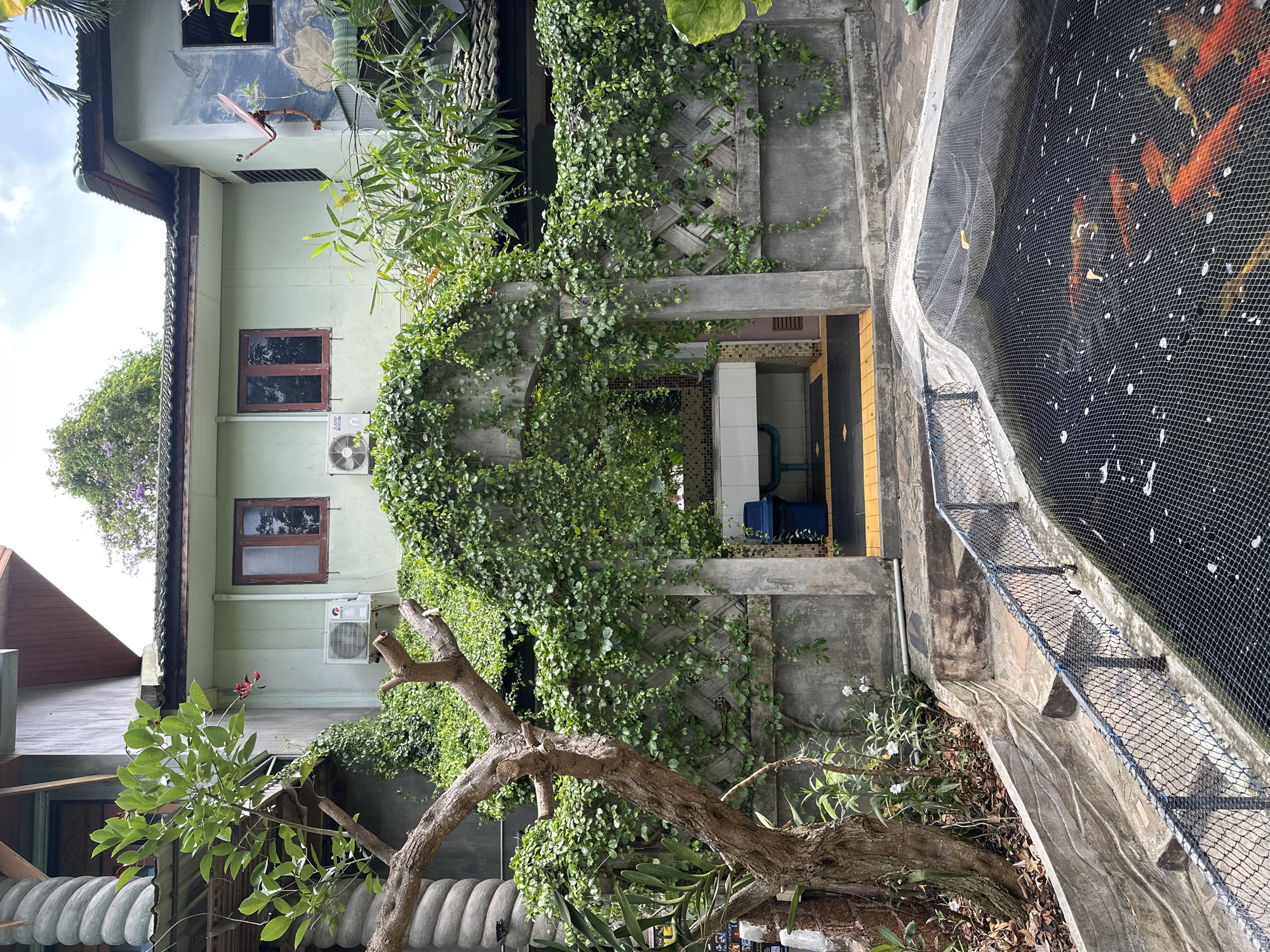 The image depicts an outdoor scene at a building in Koh Phangan, Thailand. In the foreground, a koi pond is covered with a white net. Behind the pond, a concrete walkway leads to an arched entrance overgrown with vines, revealing a tiled floor and a sink area with a blue trash can. To the left of the entrance, a tree with bare branches and green foliage stands prominently. The background features a light green two-story building with windows and air conditioning units, surrounded by lush greenery. The overall environment suggests a tropical, possibly residential or hospitality setting.