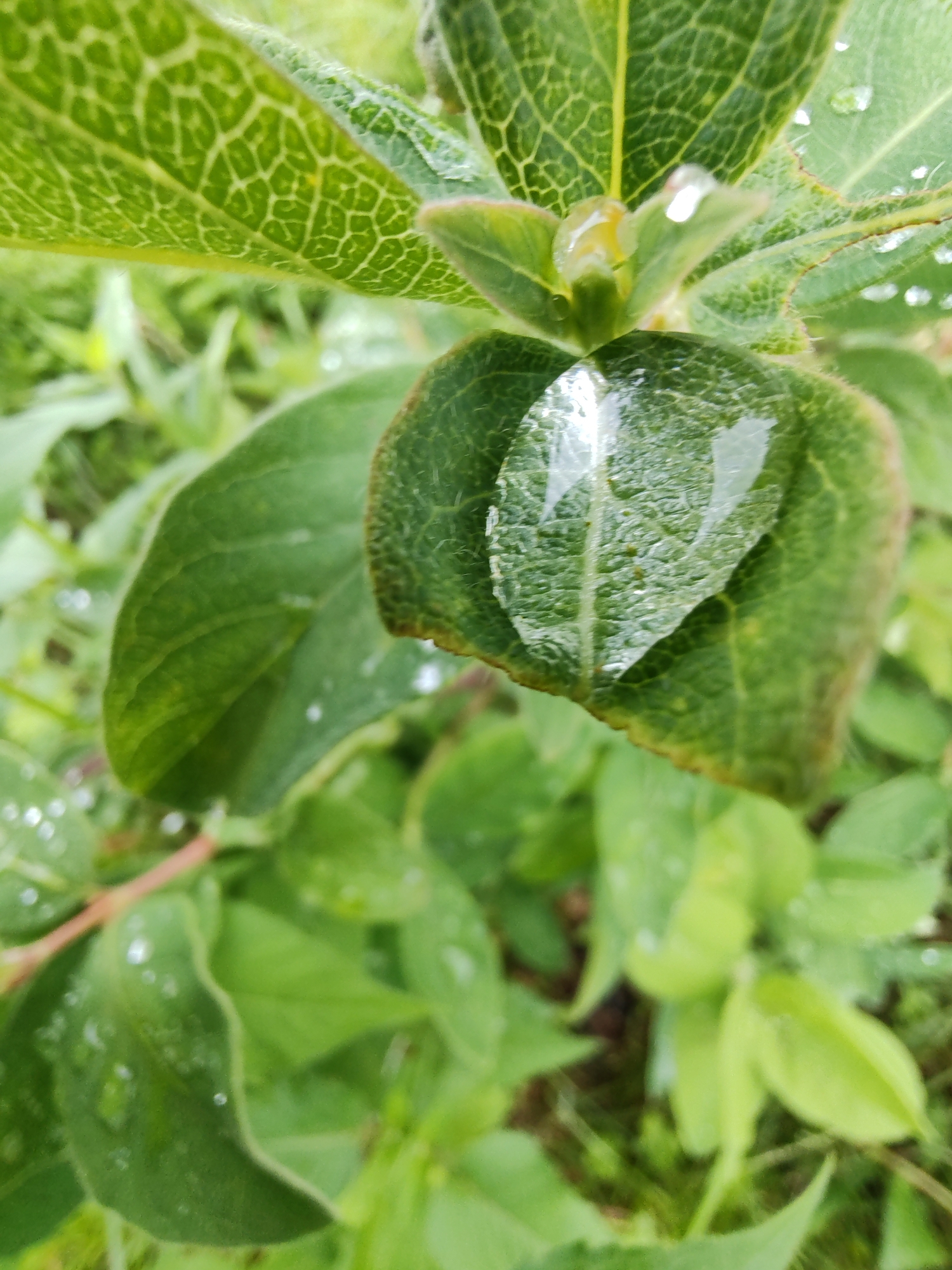 The image is a close-up, eye-level shot of green leaves with water droplets. A large, clear water droplet rests on a broad leaf in the foreground, reflecting the surrounding green foliage and sky. The leaf it sits on has a textured surface with visible veins. Other smaller water droplets are scattered across various leaves in the frame, indicating recent rain or dew. The background is a blur of more green leaves and some hints of grassy ground cover, suggesting an outdoor, natural environment. The lighting is soft and diffused, typical of an overcast day. The location is identified as Чухлэм, Russia. There are no people or animals present in the image.