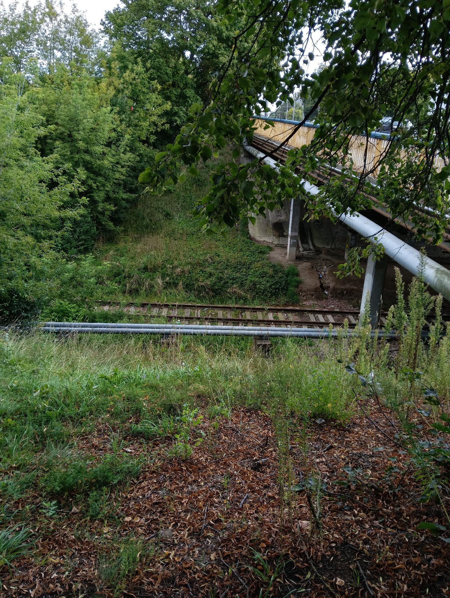 The image depicts an outdoor scene with dense greenery, fallen leaves, and industrial infrastructure. In the foreground, a grassy area is covered with a thick layer of brown, dry leaves. Two parallel, large-diameter pipes run horizontally across the mid-ground, supported by concrete structures. Behind the pipes, a set of railroad tracks is visible, running perpendicular to the pipes and disappearing into the vegetation. Above the railroad tracks, a structure resembling a bridge or overpass is partially obscured by the branches of trees. The bridge has a light-colored, possibly metal or concrete, surface with vertical wooden planks or supports. The overall environment suggests an industrial or abandoned area within a natural setting. The location is identified as Hrodna, Belarus. There are no people or animals visible in the image. The scene is static and appears to have been captured during daylight hours.