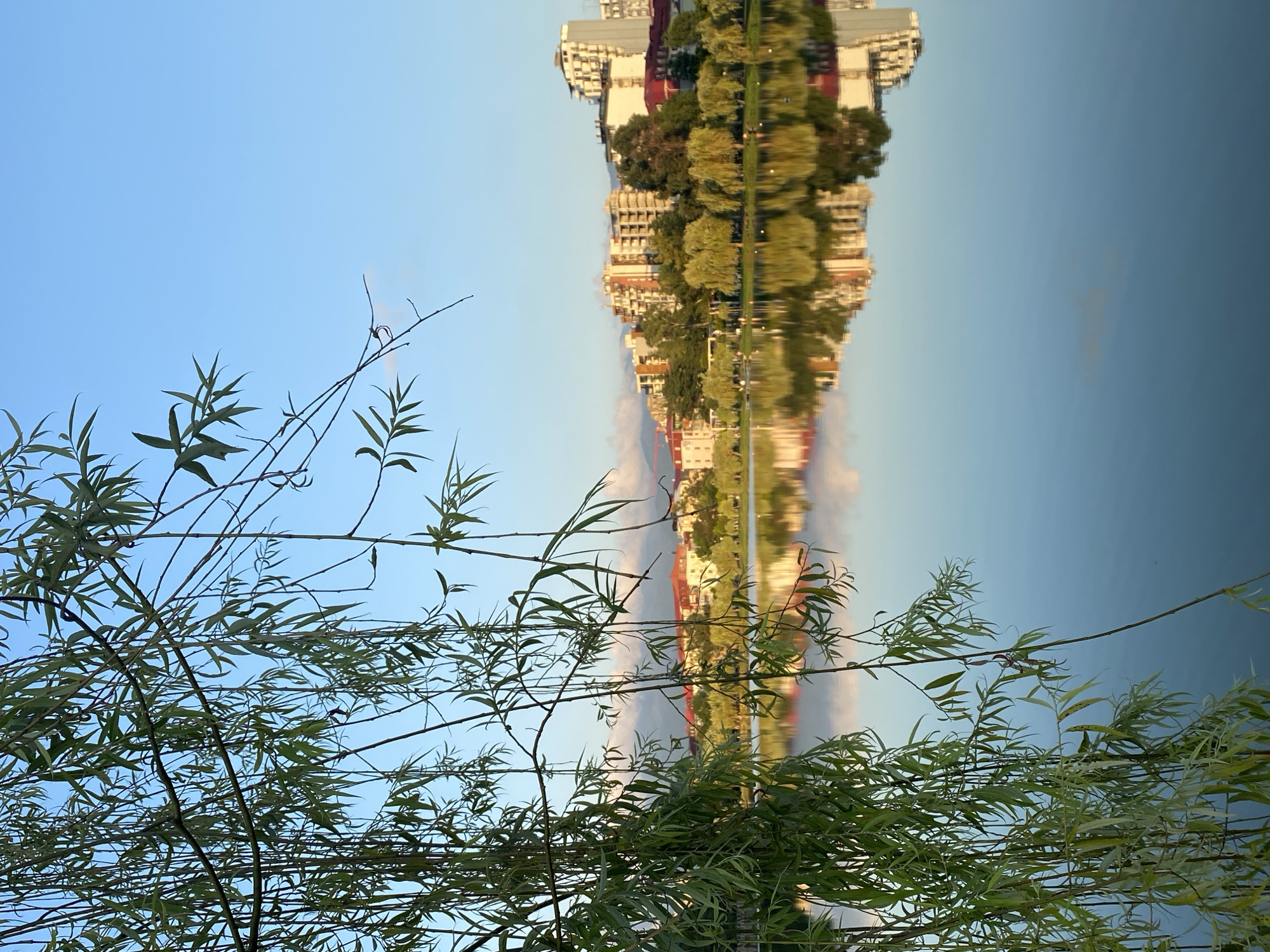 The image captures a serene waterside scene in Batumi, Georgia, likely taken in the early morning or late afternoon due to the soft lighting. In the foreground, the graceful branches of a weeping willow tree hang over the water, their long, slender leaves creating a natural frame. The water itself is calm and reflective, mirroring the cityscape and the sky. Across the water, a line of buildings, including apartment complexes and residential structures, stands against a backdrop of lush green trees. The architecture suggests a modern urban setting, with a mix of colorful facades and white and beige exteriors. The clear blue sky, with hints of soft clouds, completes the tranquil atmosphere. The reflection in the water is clear, showing the inverted image of the buildings and trees, adding a sense of depth and symmetry to the composition. A few figures can be faintly seen walking along the embankment, suggesting a public park or promenade.