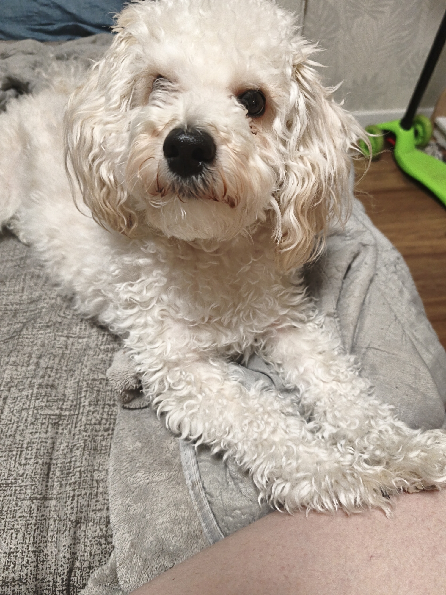 A small, white, curly-haired dog is captured in a close-up shot, resting comfortably in an indoor setting. The dog, likely a poodle or similar breed, has dark eyes, a black nose, and noticeable reddish-brown staining around its snout and beneath its right eye. Its white fur is textured and appears slightly disheveled around its face. The dog is lying on a grey, textured blanket or fabric, which in turn covers a person's lap or legs, with a portion of skin visible at the bottom of the frame.
In the background, to the left, a blue blanket or fabric is partially visible. To the right, against a light-colored wall with a subtle patterned wallpaper, a vibrant green object, resembling a child's scooter or toy, is leaning. A wooden floor is also visible on the right side of the background. The lighting is soft and natural, suggesting an indoor daytime scene. The dog appears calm and attentive, looking directly at the viewer. The overall scene conveys a sense of domestic comfort and a relaxed moment with a pet. There is no visible text in the image.