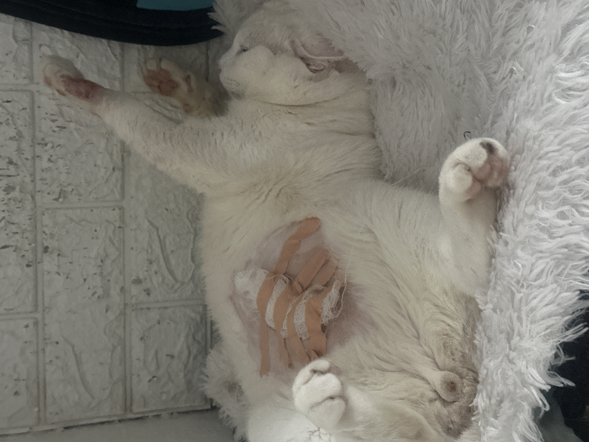 A white cat lies on its back on a fluffy white surface, with its legs extended. The cat's abdomen has bandages covering a wound. The background consists of a white textured wall and a dark object in the upper left corner. The location is not discernible from the image.