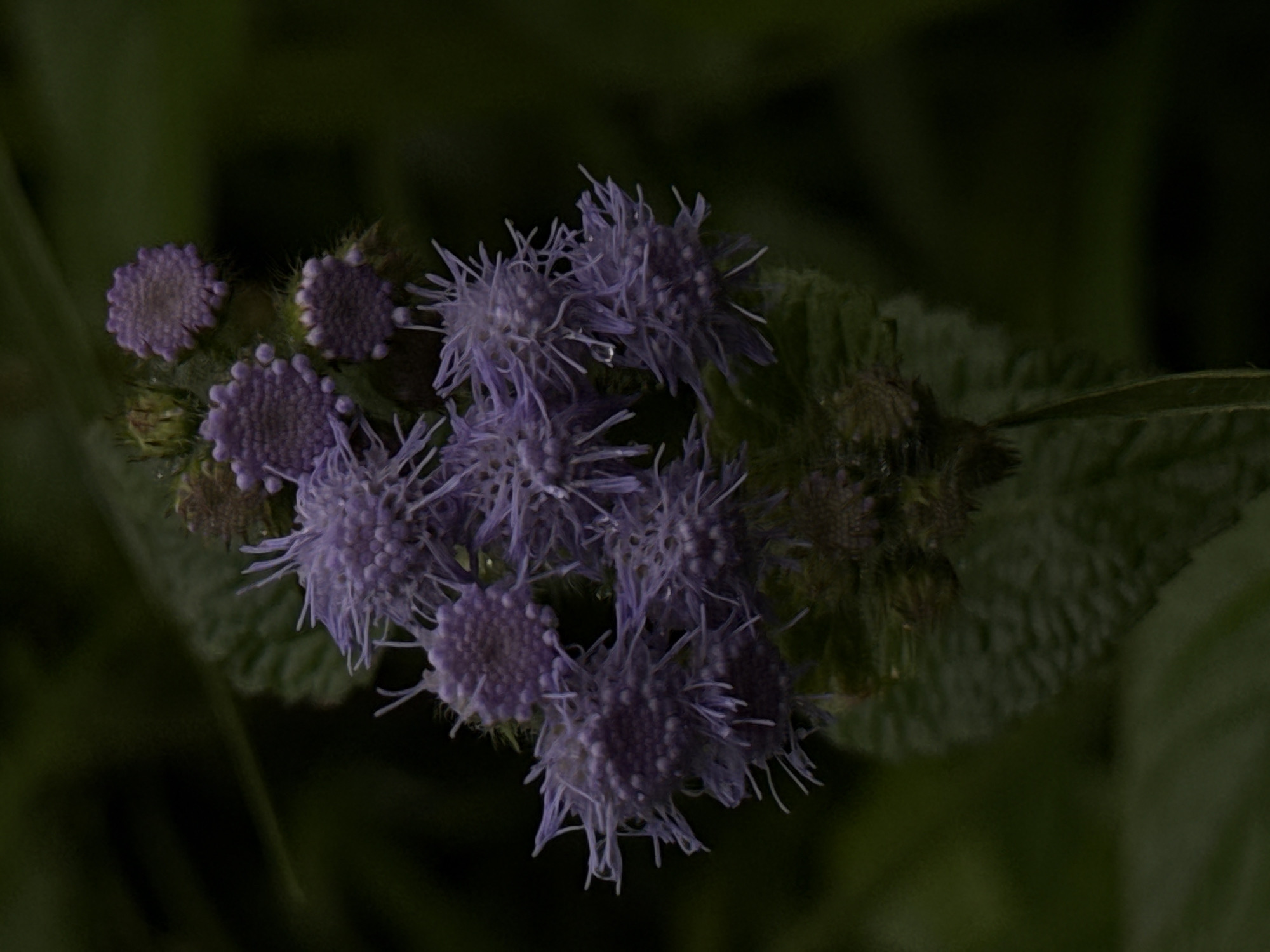 The image captures a close-up, low-angle view of a cluster of purple flowers with a dark, out-of-focus background. The flowers are spherical or disc-shaped with numerous delicate, needle-like petals or filaments extending outwards. Some individual florets within the cluster are visible as small, purplish dots. The overall color palette is dominated by shades of purple and dark green. A single green leaf, with visible veins and a slightly fuzzy texture, runs along the lower left side of the frame. The lighting is dim, creating a moody and atmospheric effect, with highlights visible on some of the flower petals, suggesting the presence of moisture.
This image was taken in Da Lat, Vietnam, specifically within the city's botanical gardens. The lush, green environment and the specific type of flora suggest a natural or cultivated garden setting. There are no people or animals present in the image. The focus is entirely on the floral subject matter.