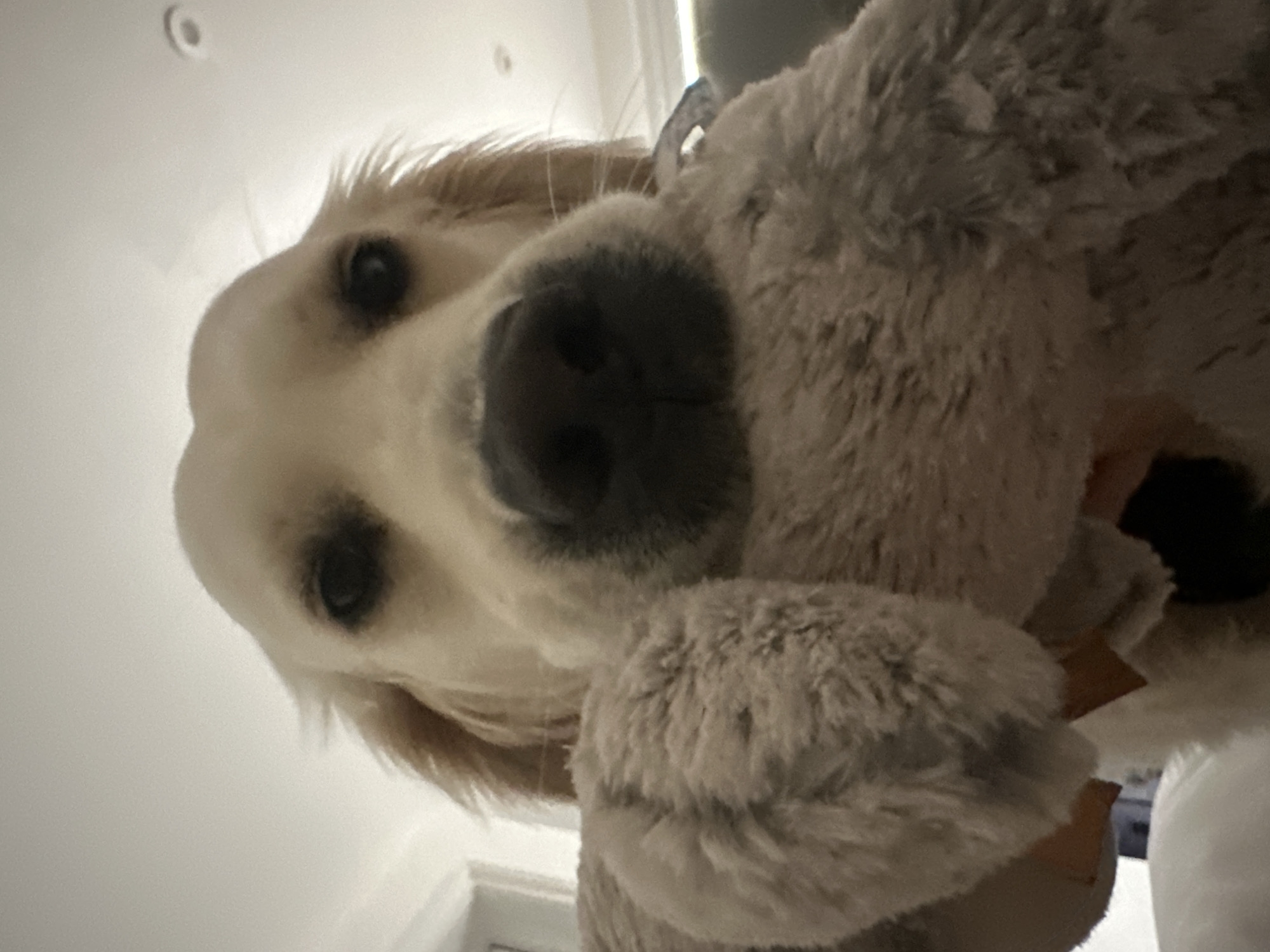 A light-colored Golden Retriever occupies the majority of the frame, facing directly towards the viewer with its head slightly angled forward. The dog's dark eyes are visible, along with its prominent dark nose. Its fur is light brown to blonde. The dog is holding a light grey, fuzzy plush toy in its mouth, positioned centrally below its snout. The toy's texture appears soft and matted. The background is an out-of-focus indoor environment, depicting a white ceiling with a single circular recessed light fixture visible in the upper right quadrant. Faint architectural molding is discernible on the upper left and right, suggesting an interior room, likely a private residence. The scene provides no visual identifiers to confirm its location as London, United Kingdom.