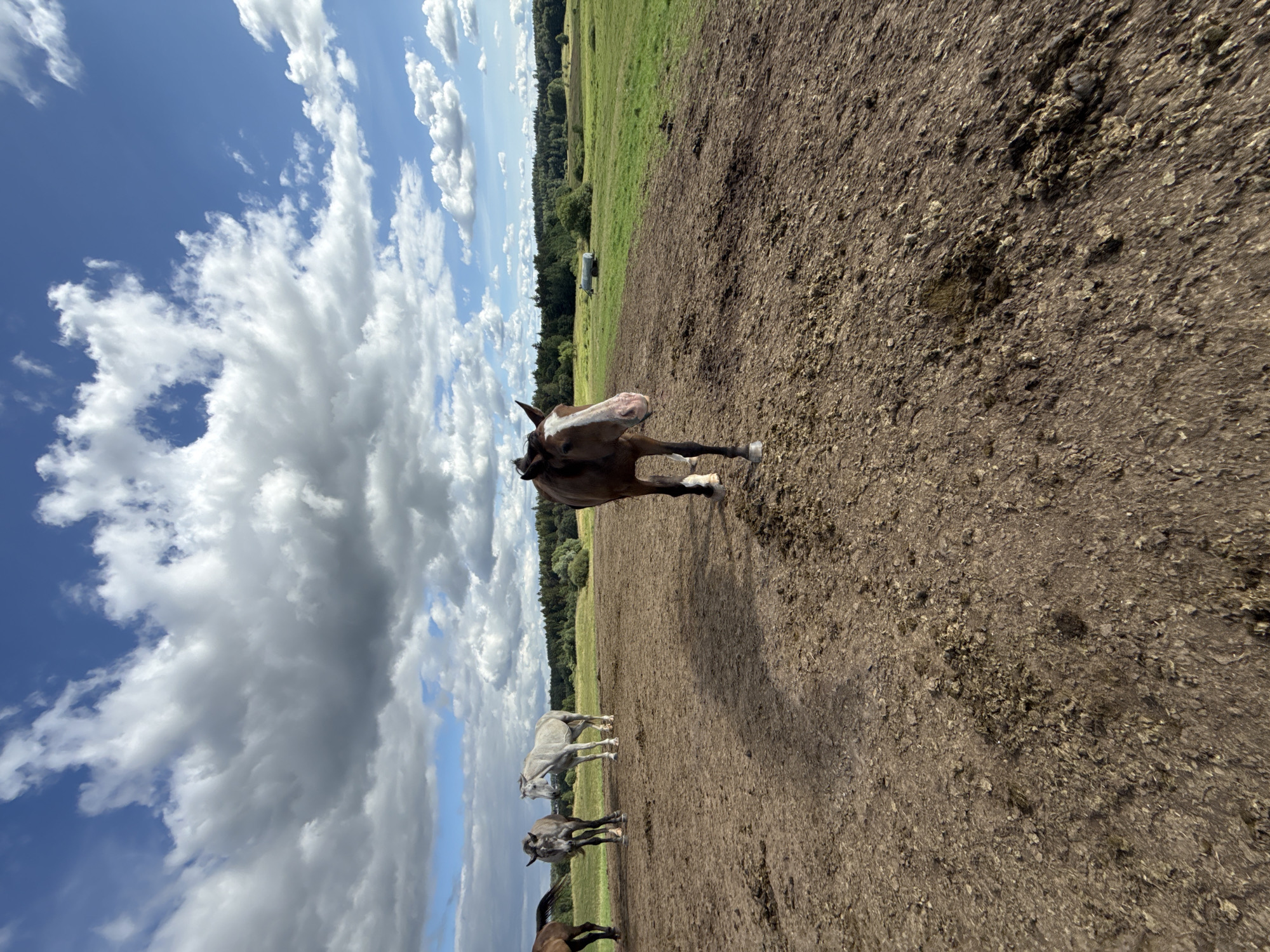 A group of horses are standing on a muddy field with a green meadow and trees in the background, under a cloudy blue sky. The photo was taken on August 25, 2023, at 3:51 PM. The location is Galinė, Lithuania.