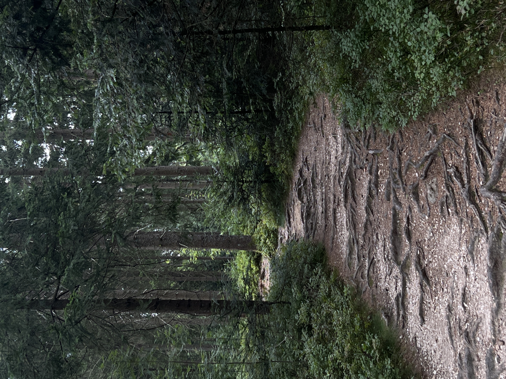 The image depicts a narrow dirt path winding through a dense forest. The path is covered with exposed tree roots, creating an uneven and rugged surface. Lush green undergrowth and foliage line both sides of the path, with tall, dark-barked trees dominating the background. Sunlight filters through the dense canopy, creating dappled light and shadow. There are no people or animals visible in the scene. The environment suggests a natural, possibly mountainous or hilly, terrain. The location is identified as Schaufling, Germany, implying a specific geographical context within that area.