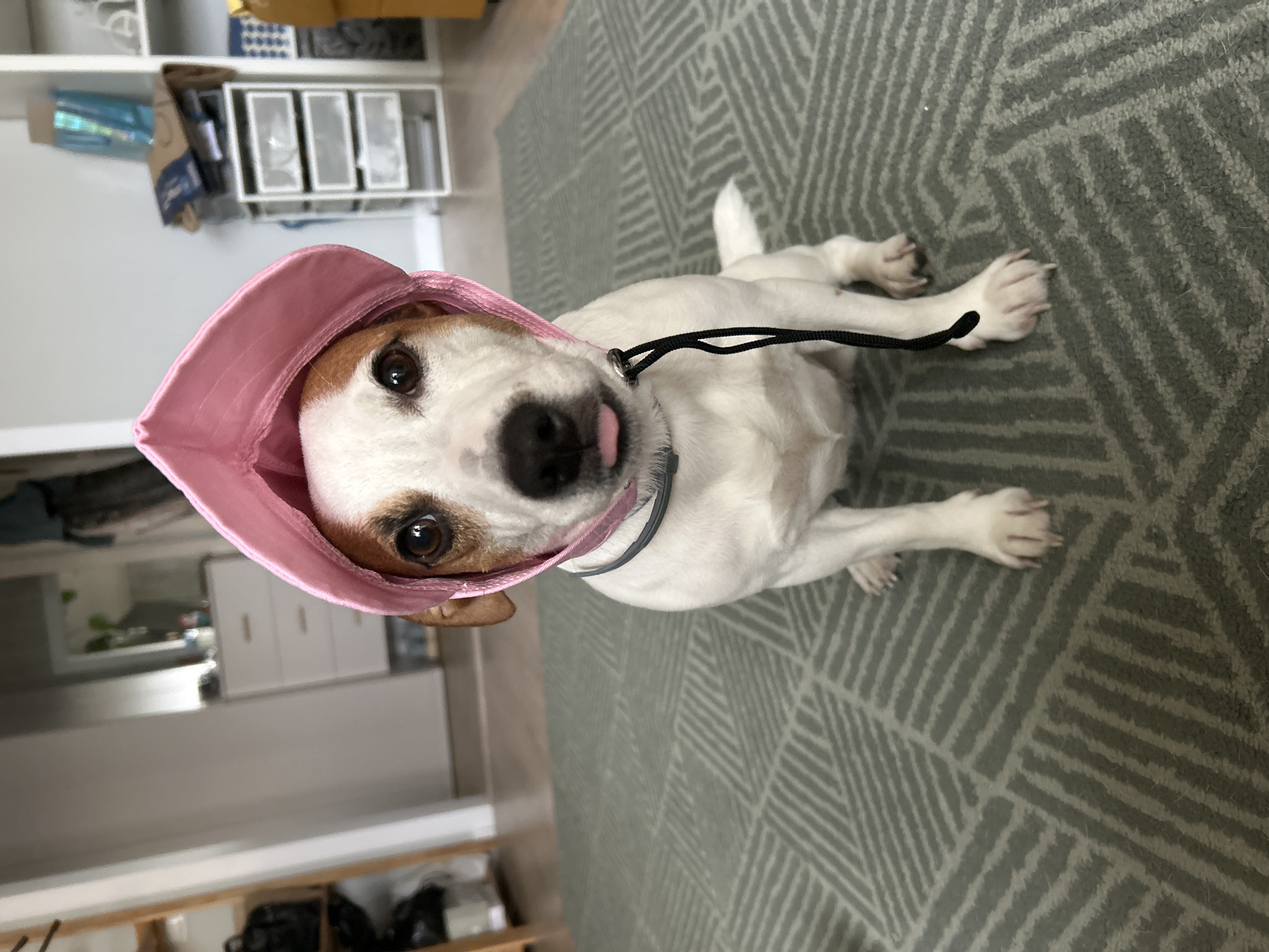A white and brown spotted dog, likely a Jack Russell Terrier, is prominently featured in this indoor photograph. The dog is lying or sitting on a grey carpet with a repeating geometric pattern of diagonal lines and shapes. It is adorned with a light pink, soft-brimmed hat or bonnet that covers its ears and frames its face. A black leash or cord is attached to its collar and lies across its white fur. The dog's head is tilted slightly, and its tongue is playfully or curiously peeking out from its mouth, while its dark eyes gaze directly towards the viewer.
The background suggests a typical domestic environment, characteristic of a home in Chaikovsky, Russia. To the left, a white shelving unit or storage cabinet holds various items, including a shiny blue package, a brown cardboard box, and white organizers with multiple compartments. Other blurred elements of furniture or storage are visible in the background, indicating an active living space. The lighting appears to be natural daylight, illuminating the scene clearly. The primary activity captured is the dog posing, possibly for a portrait. No visible text is present in the image. The dog's expression conveys a sense of mild curiosity or perhaps a patient acceptance of wearing its hat.