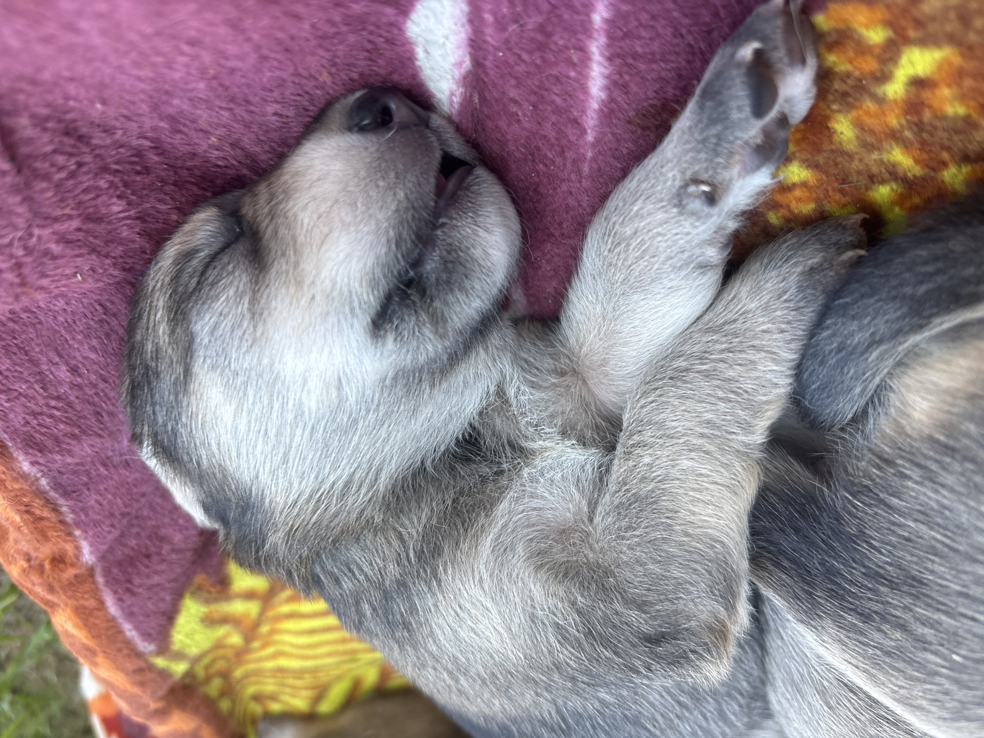 In Semyonov, Russia, a young, light-colored puppy with predominantly gray and white fur is observed sleeping, curled on a multi-textured surface. The puppy's eyes are closed, and its dark nose is visible. It rests primarily on a magenta-colored blanket, which features a lighter, possibly striped pattern. This blanket transitions into an orange and yellow patterned fabric visible towards the left side of the frame. A small section of green vegetation is discernible in the upper right background, suggesting an outdoor or semi-outdoor setting.