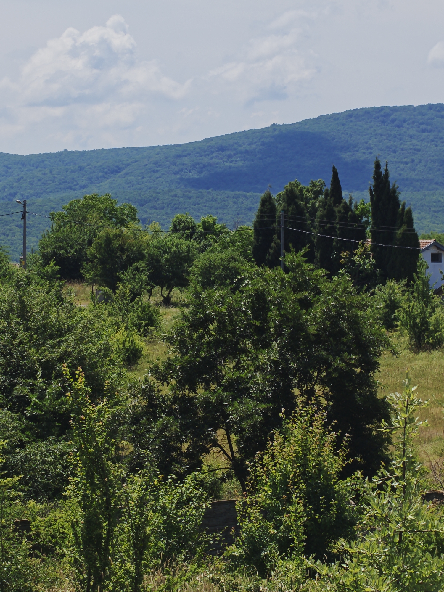The image depicts a landscape scene in Izgrev, Bulgaria. In the foreground, dense green foliage and trees dominate the lower half of the frame. A single grey utility pole with wires is visible on the left side, partially obscured by trees. Further back, several tall, dark green cypress trees stand among other leafy trees. A small white building with a red-tiled roof and a dark window is situated on the right side of the image, nestled among the trees. In the background, rolling, densely forested blue-green hills stretch across the horizon. The sky above is light blue with scattered white clouds. The scene appears to be a natural environment with some human infrastructure present.
