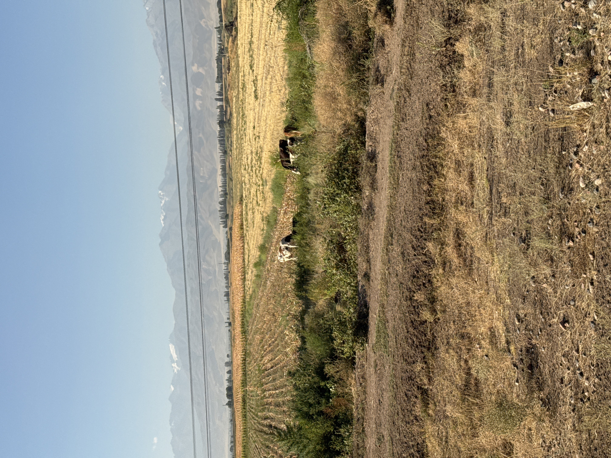 The image depicts a pastoral scene with mountainous terrain in the background. In the foreground, a dry, dirt embankment with scattered rocks and sparse, dry grass is visible. Behind this, a field of dry, stubbly stalks, likely harvested crops, stretches horizontally. Further back, a section of green, lush vegetation, possibly bushes or small trees, is present. Beyond this, a field of golden, ripe grain, possibly wheat or barley, is seen. In the distance, a row of tall, slender trees, possibly poplars, stands against a backdrop of hills and snow-capped mountains under a clear blue sky. Power lines are strung across the mid-ground, running horizontally across the image. Three cows are visible in the middle ground: one is mostly white with black patches and is grazing amongst the green vegetation, while two others, one black and one brown and white, are further to the right, also grazing in the green area bordering the golden field. The overall impression is a rural landscape in a temperate or arid region, likely during the late summer or early autumn harvest season. The scene is likely located near Krasnaya Rechka, Kyrgyzstan, given the distinctive mountain range and agricultural landscape.