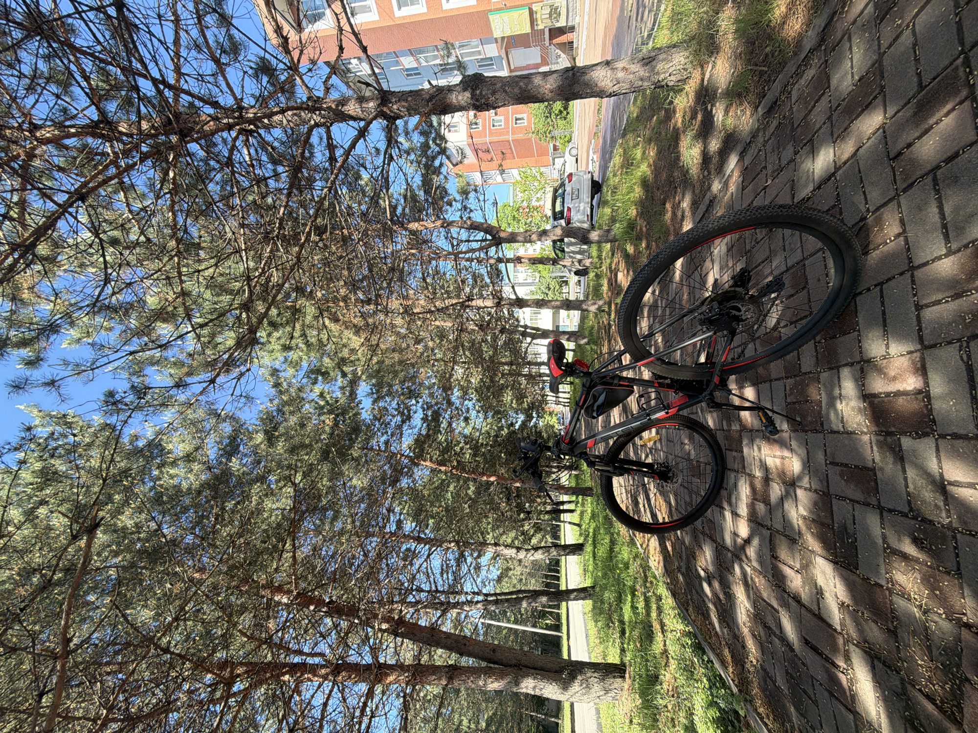 The image depicts an outdoor scene in Birobidzhan, Russia, under clear, sunny conditions. A black and red mountain bike is parked on a patterned brick path, visible on the right side of the frame. The path is partially illuminated by sunlight and partially covered in dappled shadows cast by a row of pine trees. To the left of the path, a strip of green grass runs alongside the trees.
Beyond the trees and grass, a street is visible in the midground, with a white car parked on it. In the background, several multi-story residential buildings with facades in shades of red and off-white stand under a bright blue sky. The trees, which appear to be conifers, feature distinct trunks and branches, with both bare and needle-covered sections. The sunlight suggests a daytime setting, likely mid-morning or afternoon. There are no people visible, and no specific activity is taking place other than the presence of the parked bicycle. No clearly legible text is discernible within the frame.