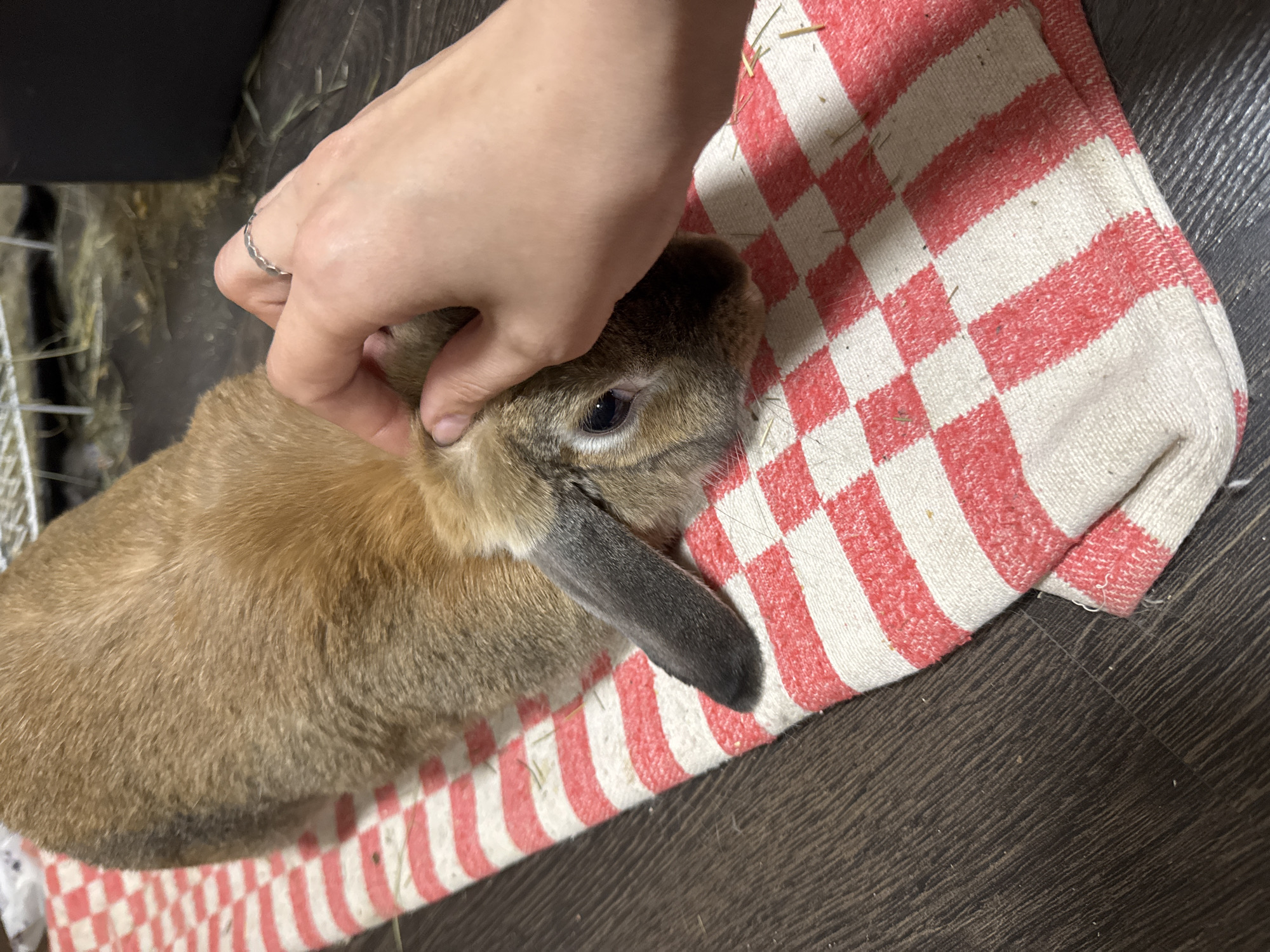 The image depicts a brown rabbit lying on a red and white checkered towel, on a dark wooden floor. A hand, adorned with a silver ring, is gently touching the rabbit's head. The location is indoors, near a cage with hay. The city of Unknown, Unknown is not relevant to the image.