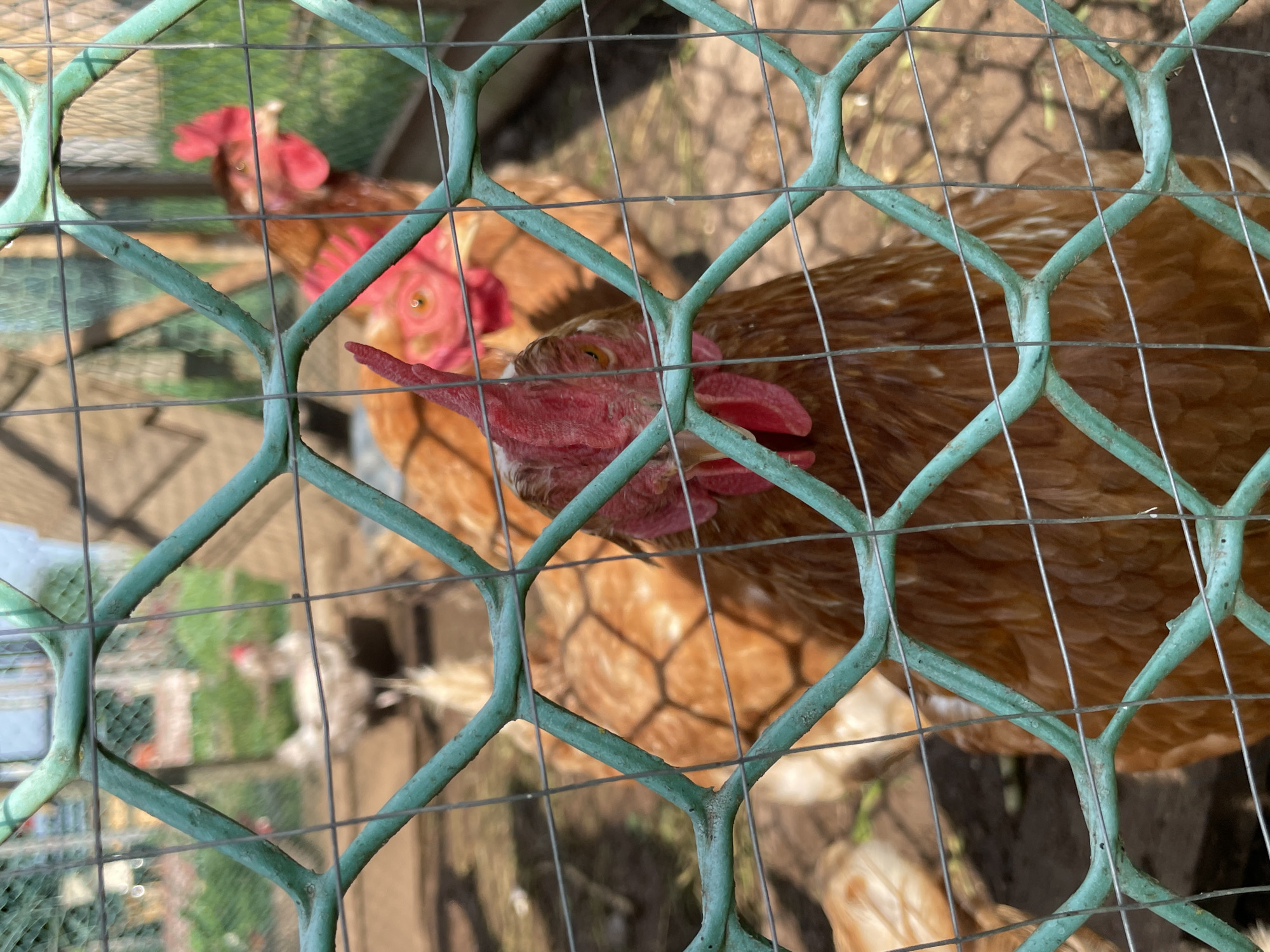 A close-up, slightly blurry shot captures several chickens within a fenced enclosure. The foreground is dominated by a teal-colored plastic-coated wire mesh fence, with one chicken's head and upper body prominently visible through its diamond-shaped openings. This chicken, a reddish-brown hen, has a bright red comb and wattles, with visible yellow eyes and a pink beak. Behind it, another reddish-brown chicken is partially visible, also with a red comb. In the background, out of focus, are hints of other chickens, including one that appears lighter in color, and a wooden structure possibly part of the coop. The ground within the enclosure appears to be dirt and straw. The overall scene suggests a rural or backyard setting for keeping chickens. The image provides no specific details to indicate a location within the city of Kumyon, Russia.