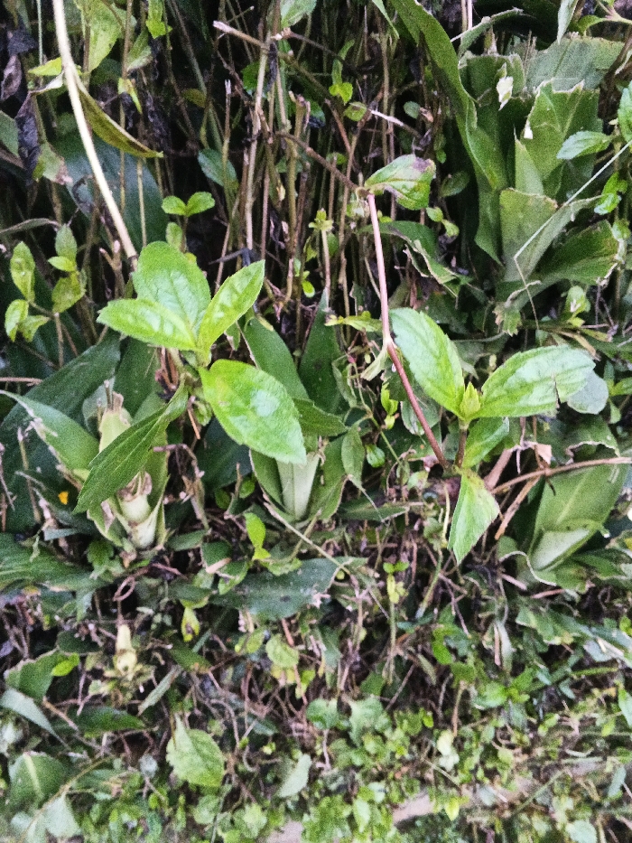 A close-up view of dense foliage. Bright green leaves of varying sizes dominate, some glossy with water droplets. Intertwined brown stems create a network among the leaves. Smaller plants and ground cover fill the lower section. A mix of textures and shades of green suggest a wild, untamed garden or natural landscape.