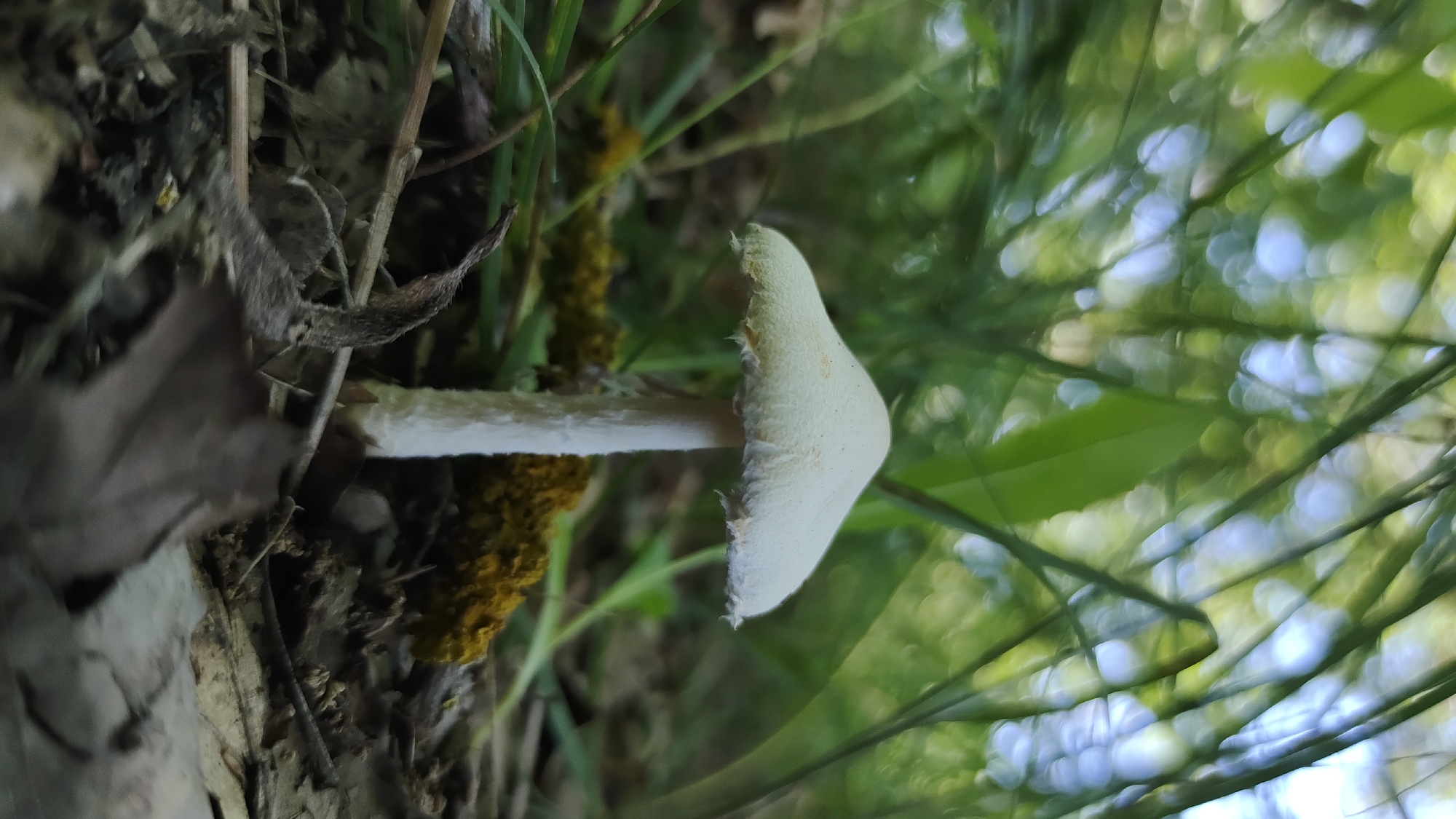 A close-up, sideways shot shows a single, pale white mushroom growing among dry leaves, twigs, and moss on the forest floor. The mushroom has a distinct cap that tapers to a point and a slender stem. Behind the mushroom, blurred green foliage and dappled sunlight suggest an outdoor, wooded setting, possibly a forest in Mikhaylovka, Russia. The lighting implies it is daytime, and the soft bokeh effect in the background indicates a shallow depth of field, focusing attention on the mushroom. No people or text are visible in the image.