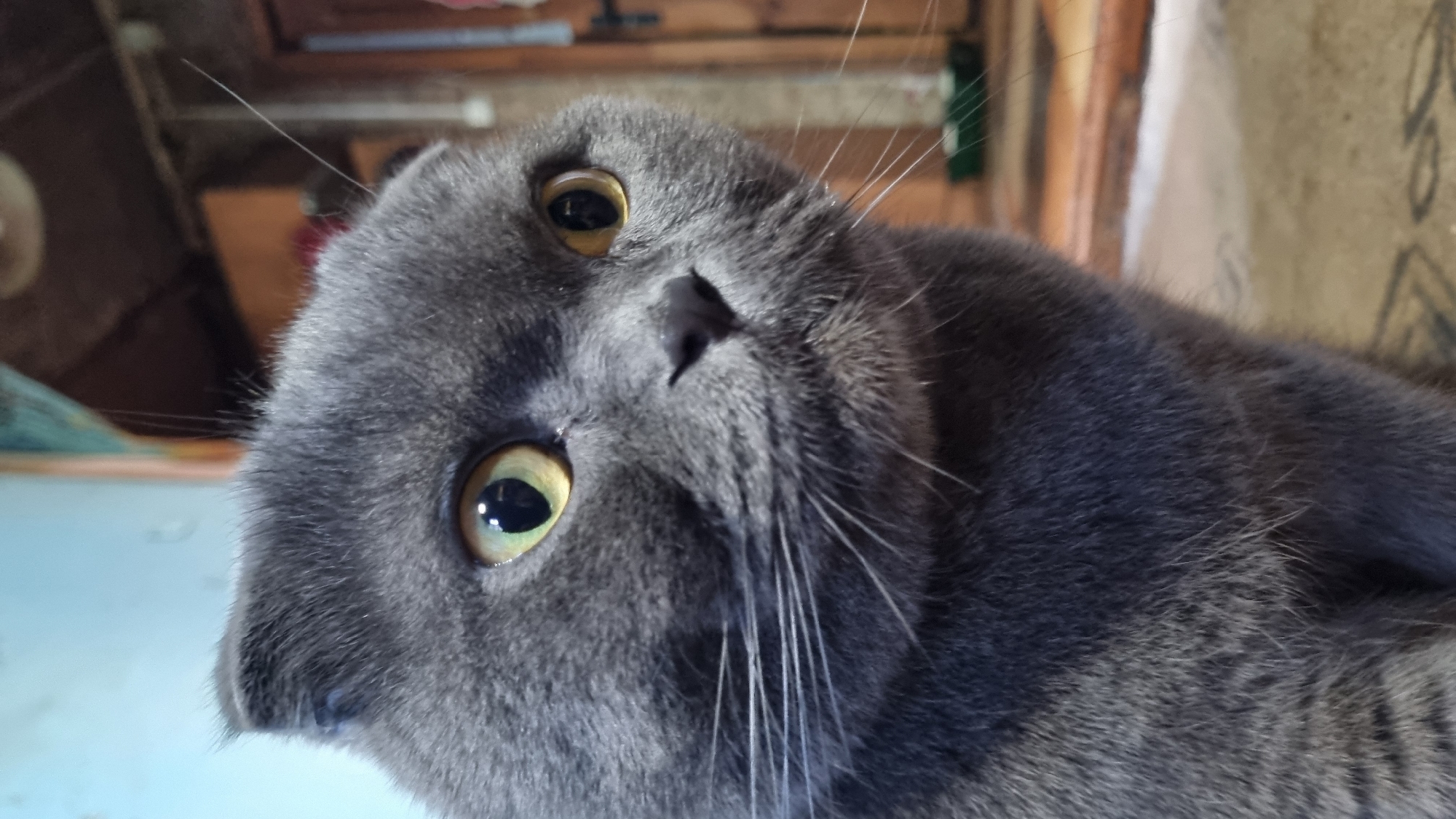 The image is a close-up, portrait-style photograph of a grey Scottish Fold cat. The cat is facing slightly to the right of the camera, with its large, yellow-green eyes prominently featured. Its ears are folded downwards, characteristic of the breed. The cat's fur is short and dense. The background is blurred and appears to be an indoor environment, possibly a room with wooden furniture and a light blue wall. There is no indication of the city of Vysokoe, Russia, within the image itself.