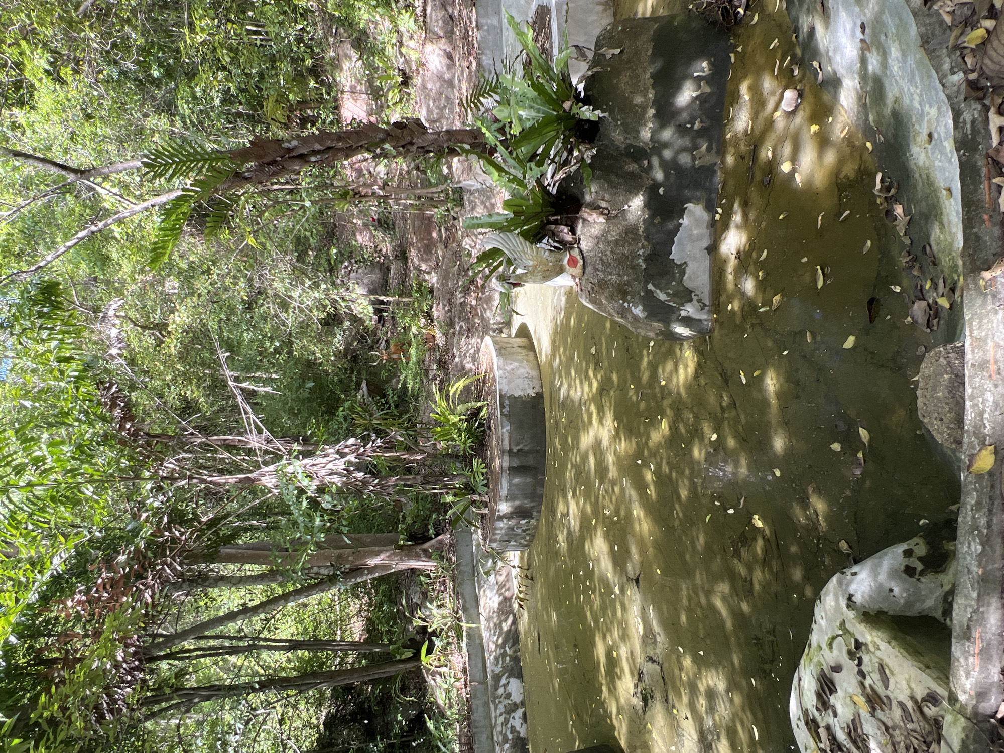 The image depicts an outdoor scene in Baan Nok Sai, Thailand, featuring a shallow, murky pond or water feature surrounded by lush vegetation and trees. The water is a greenish-brown color and has a surface covered with fallen leaves. Several concrete structures, likely planters or artificial islands within the pond, are visible. One such structure, a large, rough-textured rock, supports a white ceramic statue of a swan with outstretched wings and a red beak, positioned among several green, leafy plants. Another circular concrete planter is visible in the middle ground. In the background, a wooded hillside with rocks and sparse foliage can be seen. The lighting suggests it is daytime, with dappled sunlight filtering through the trees.