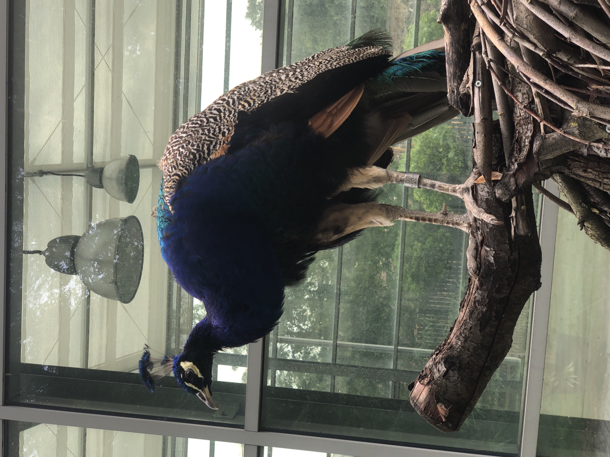 A male peacock stands on a branch inside a building with a large glass window. The peacock has dark blue and green iridescent feathers and a patterned back. Its legs are tan and scaly, and one leg has a metal band with text. The background shows a blurred outdoor scene with trees and a cloudy sky, visible through the window. Two industrial-style pendant lights are suspended from the ceiling above the peacock. The branch it stands on is thick and rough, with smaller branches and twigs piled around it. The image appears to have been taken during the day, with natural light filtering through the window. The peacock is positioned in the center of the frame, facing left with its head slightly lowered. The text on the leg band appears to include "085" and possibly "WARSZAWA POLAND", suggesting the location is the Warsaw Zoo or a similar facility in Warsaw, Poland.