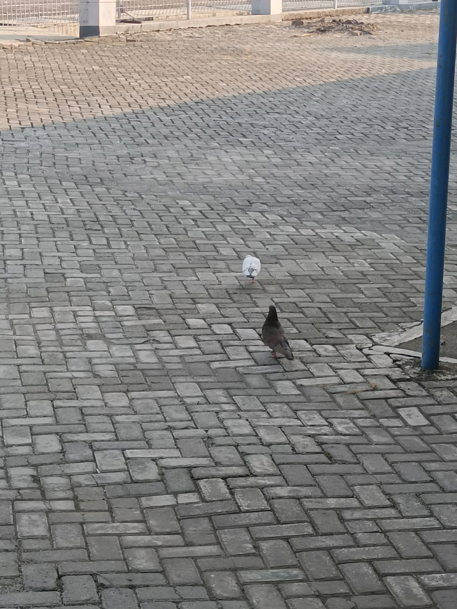 Two pigeons, one dark gray and the other predominantly white, are walking on a paved courtyard. The courtyard is made of interlocking rectangular grey bricks arranged in a herringbone pattern. In the background, a white metal fence is visible, behind which is a building or structure with a white column. To the right of the frame, a tall, thin blue pole extends vertically, possibly a lamppost or part of a railing. The lighting suggests it is daytime, with shadows cast on the ground. The scene is outdoors, likely in a public space within the city of Subang, Indonesia, such as a park, plaza, or walkway.