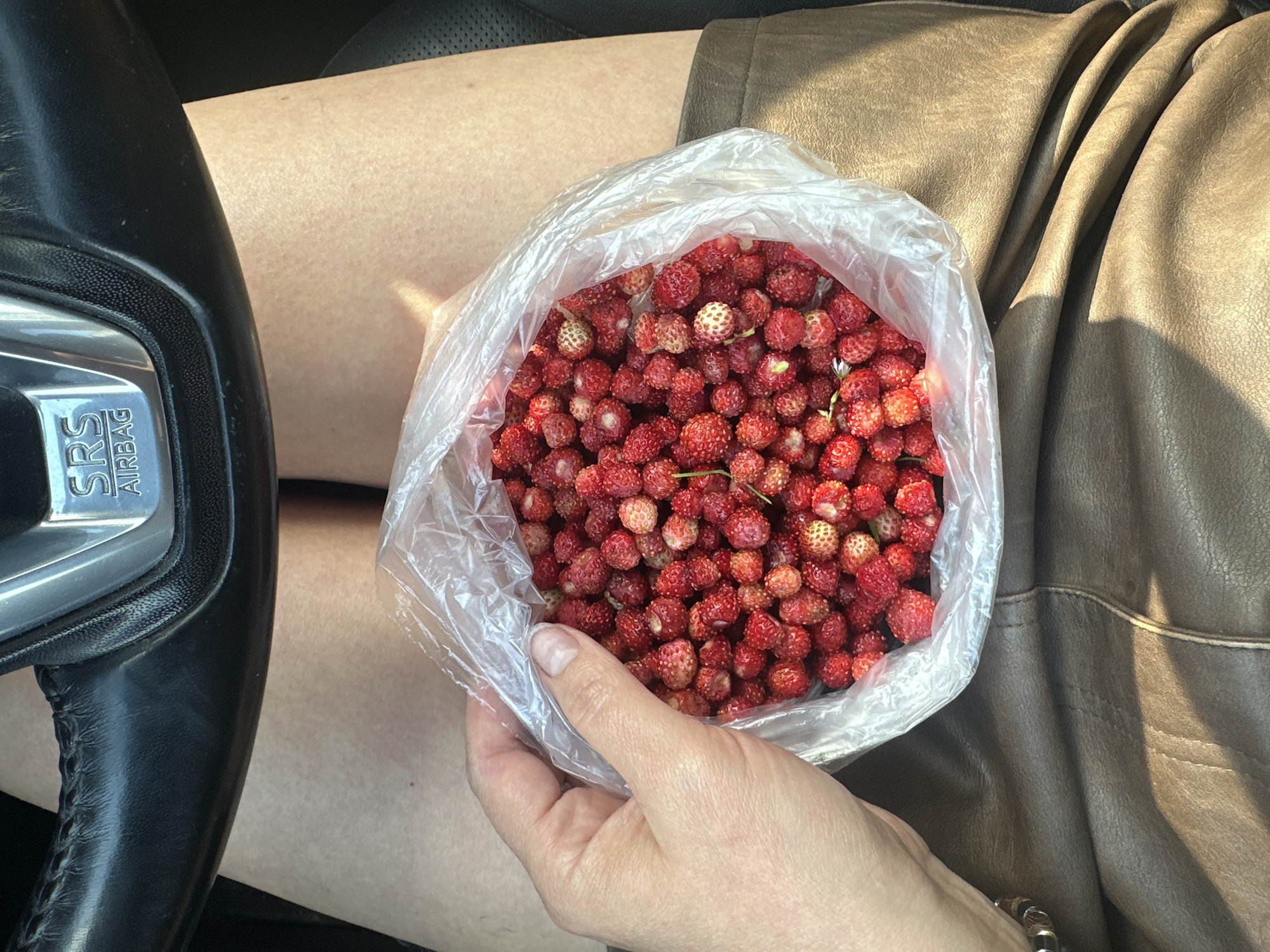 A close-up overhead shot shows a person's hands holding a clear plastic bag filled with wild strawberries. The strawberries are small and red, with some appearing lighter in color. The person's hands are visible, one holding the bag from the side, and the other at the bottom, supporting the weight of the fruit. The background consists of a person's legs, appearing to be wearing a brown leather skirt or shorts, and a black steering wheel with an "SRS AIRBAG" emblem visible on its silver trim. The lighting suggests it is daytime, with shadows casting across the scene, indicating bright sunlight. The overall mood is casual and possibly implies a recent foraging trip or a stop to enjoy fresh berries. The image appears to be taken inside a vehicle, given the presence of the steering wheel. The location context is Chaikovsky, Russia.
