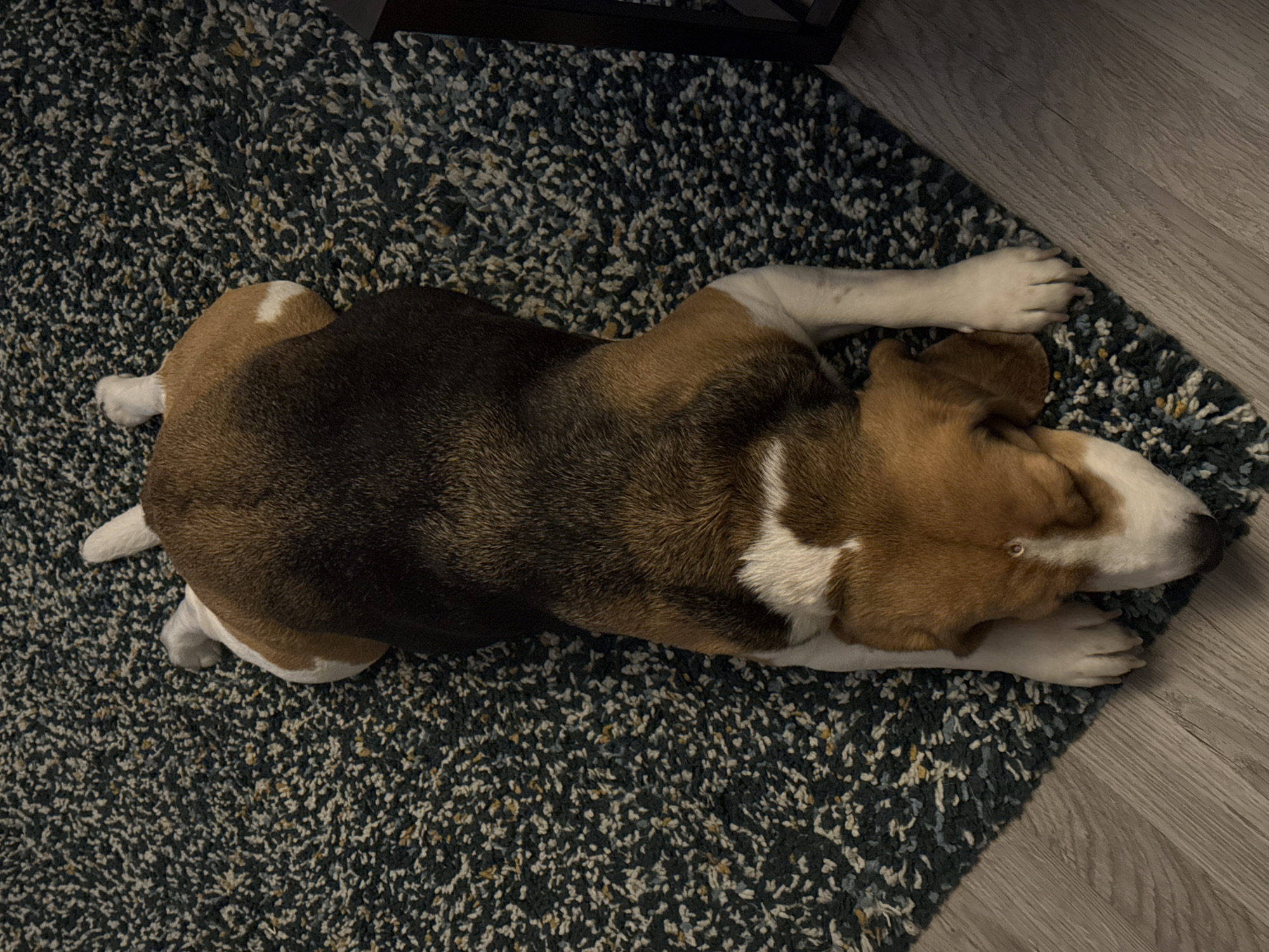 A beagle dog is lying on its stomach on a dark, speckled carpet with light-colored wooden flooring visible to the left and a dark object to the right. The dog's head is resting on the carpet, with its eyes closed. Its paws are stretched out in front and behind it. The dog is predominantly brown and white with black markings on its back.
