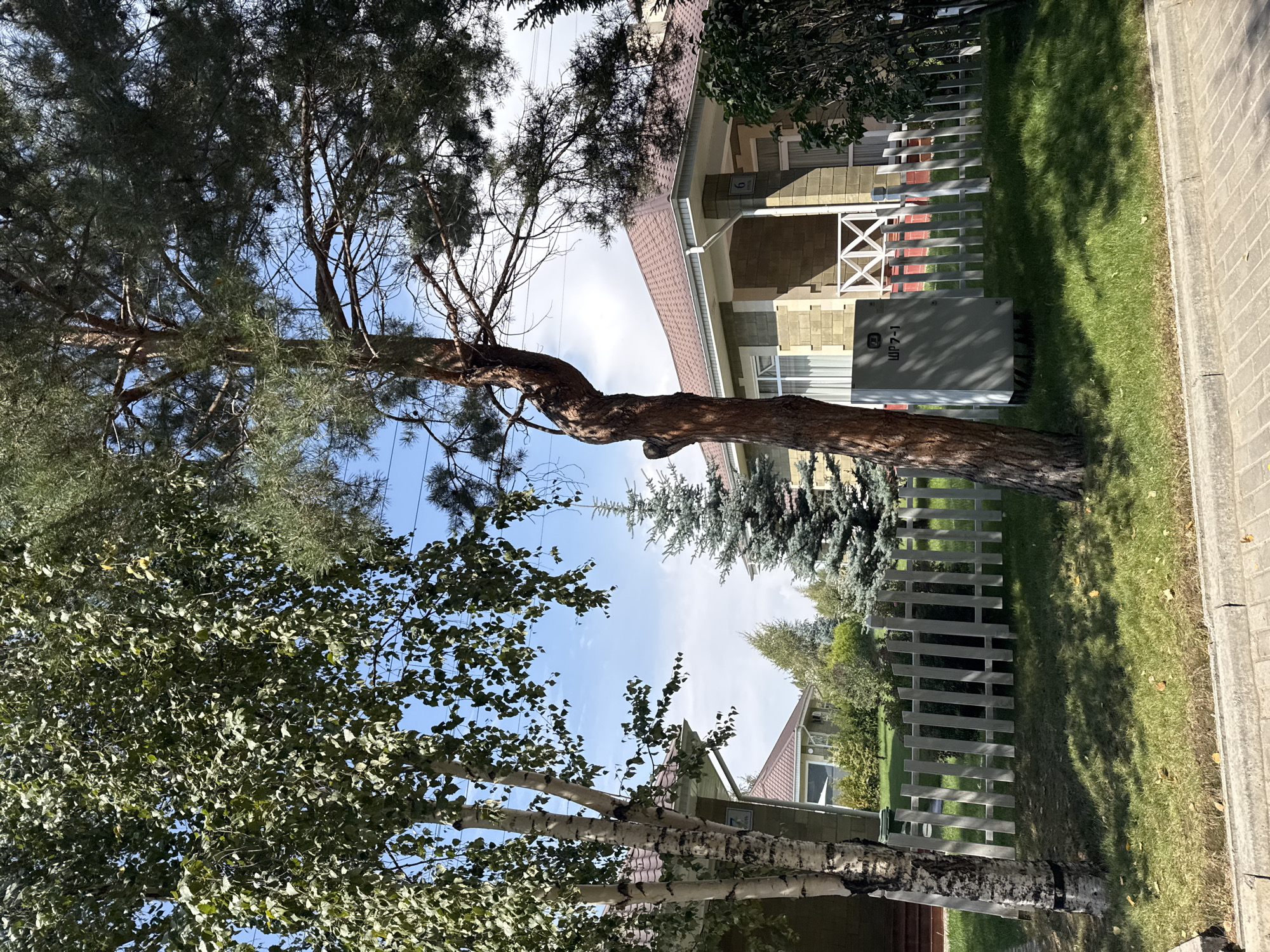 In Sary-Oy, Kyrgyzstan, a sunlit scene unfolds featuring a paved walkway bordering a grassy lawn. A light-colored, segmented fence runs along the edge of the lawn, partially obscured by a tall, slender pine tree with a distinctive curved trunk in the foreground. Behind the fence, modern houses with brown roofs and light-colored brick exteriors are visible. One house displays a white railing with an "X" pattern on its porch, and the number "6" is mounted on the exterior. A gray utility box with Cyrillic lettering, "ШР 7-1", sits near the pine tree. Several evergreen trees, including a blue spruce, are interspersed with the houses and landscaping. A birch tree with distinctive white bark stands to the left, its leaves rustling in the breeze under a clear blue sky with scattered white clouds.