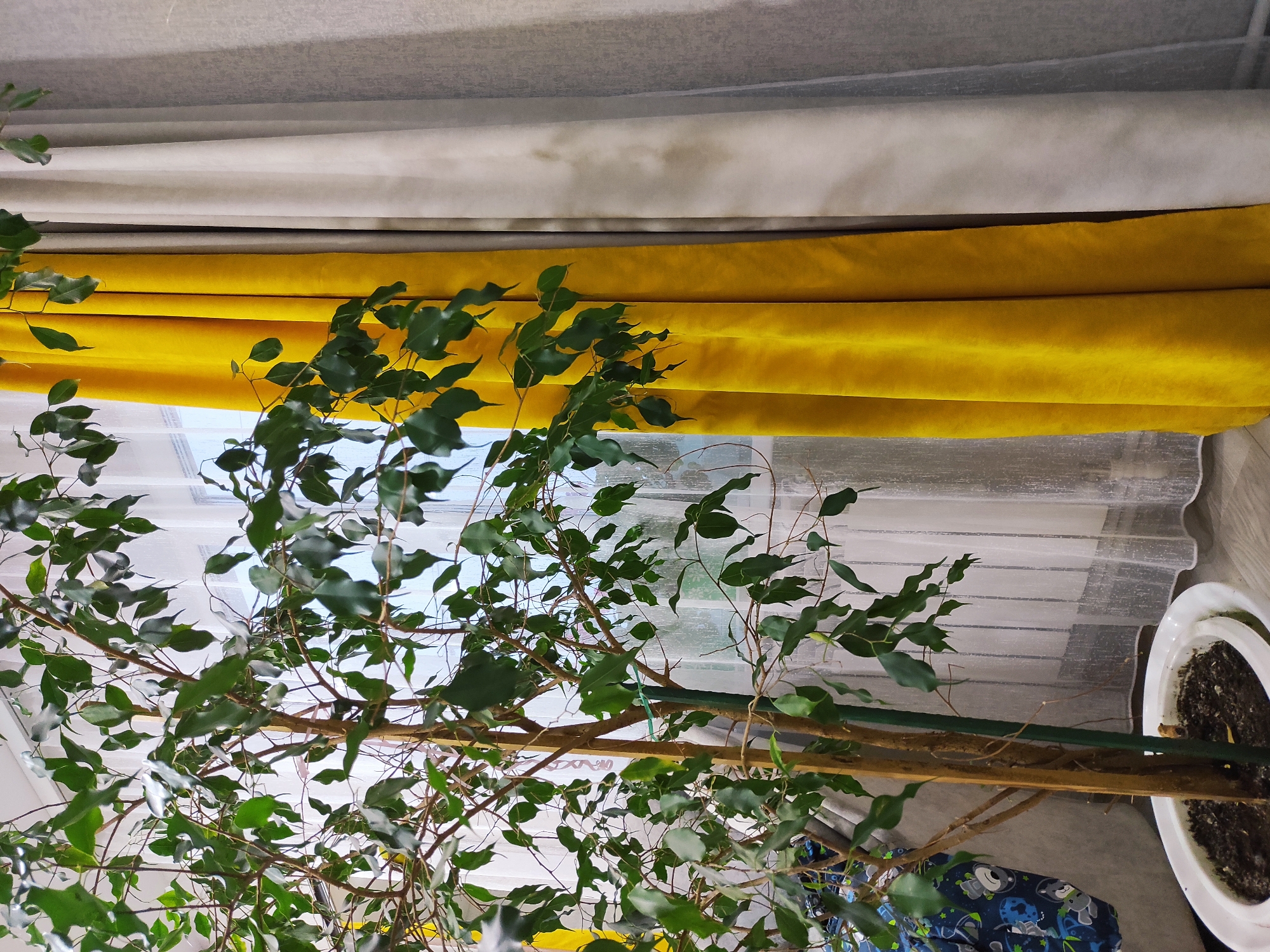The image depicts a potted ficus tree in front of a window with layered curtains. The curtains are arranged in tiers: gray at the top, yellow in the middle, and a sheer white layer closest to the window. The tree's trunk and branches are visible, with dense green foliage filling much of the frame. The pot holding the tree is white. Underneath the ficus tree a blue cloth or material is placed. The location appears to be indoors, potentially a residence. Location: Ольховка, Russia cannot be confirmed from visual information.