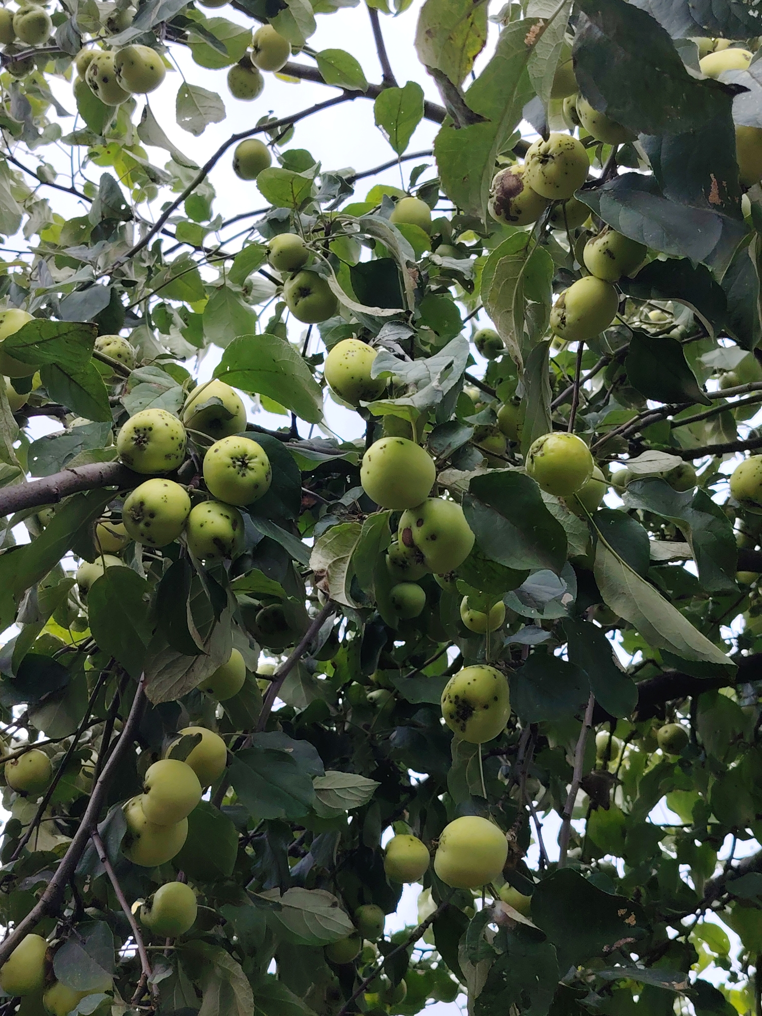 A low-angle, medium shot captures a dense cluster of small, light green apples hanging from the branches of a tree. The apples are round and vary slightly in size, with some exhibiting small dark spots and brown blemishes. They are interspersed with numerous dark green leaves, some of which are slightly curled or damaged. The branches of the tree are thick and dark brown. The background is a bright, overcast sky. The scene is an outdoor environment, likely a garden or orchard. The specific location in Chaikovsky, Russia, cannot be determined from the visual information alone. There are no people or animals present.