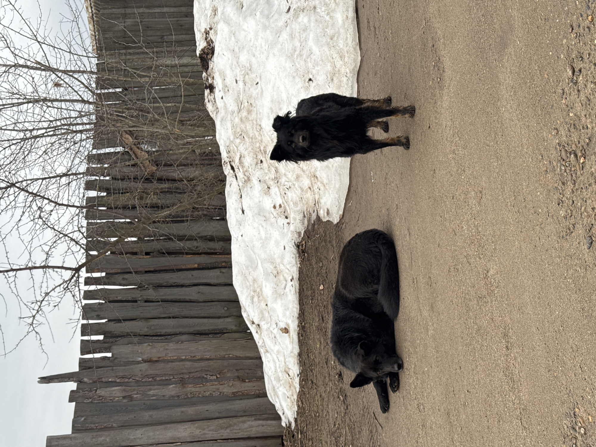 Two black dogs are present in an outdoor environment, likely in the city of Chaikovsky, Russia. One dog is standing near a patch of snow, while the other is lying down on a dirt or gravel surface. A wooden fence is visible in the background, along with bare branches of a tree. The scene appears to be captured on an overcast day.