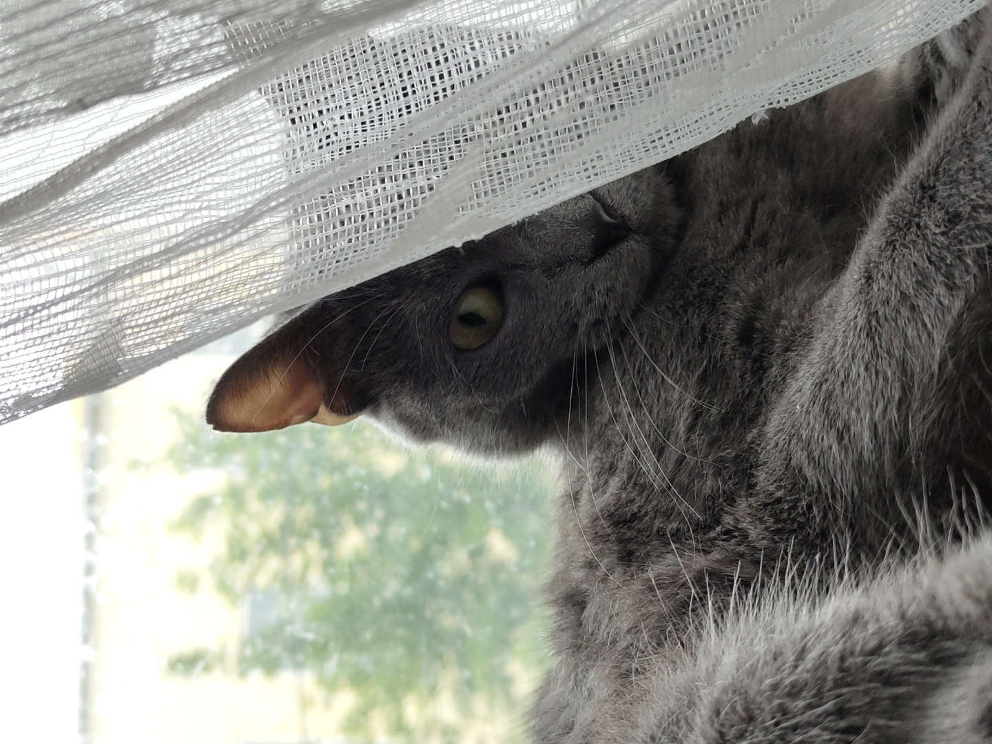 A close-up, low-angle shot focuses on a grey cat peeking out from behind a sheer, white curtain. The cat's face is partially obscured, with only its right eye, part of its nose, and an ear visible. The eye is a striking green and is looking towards the left. The cat's fur is a soft grey, with prominent whiskers. The curtain is draped across the top of the frame, creating a textured, semi-transparent barrier. Behind the curtain and the cat, a blurred background suggests an outdoor scene with greenery, possibly trees, illuminated by daylight. The overall impression is one of curiosity and stealth, as the cat seems to be observing something from its hidden vantage point. The lighting suggests it might be daytime, possibly morning or afternoon, with soft natural light filtering through the curtain and into the room. There is no visible text in the image.