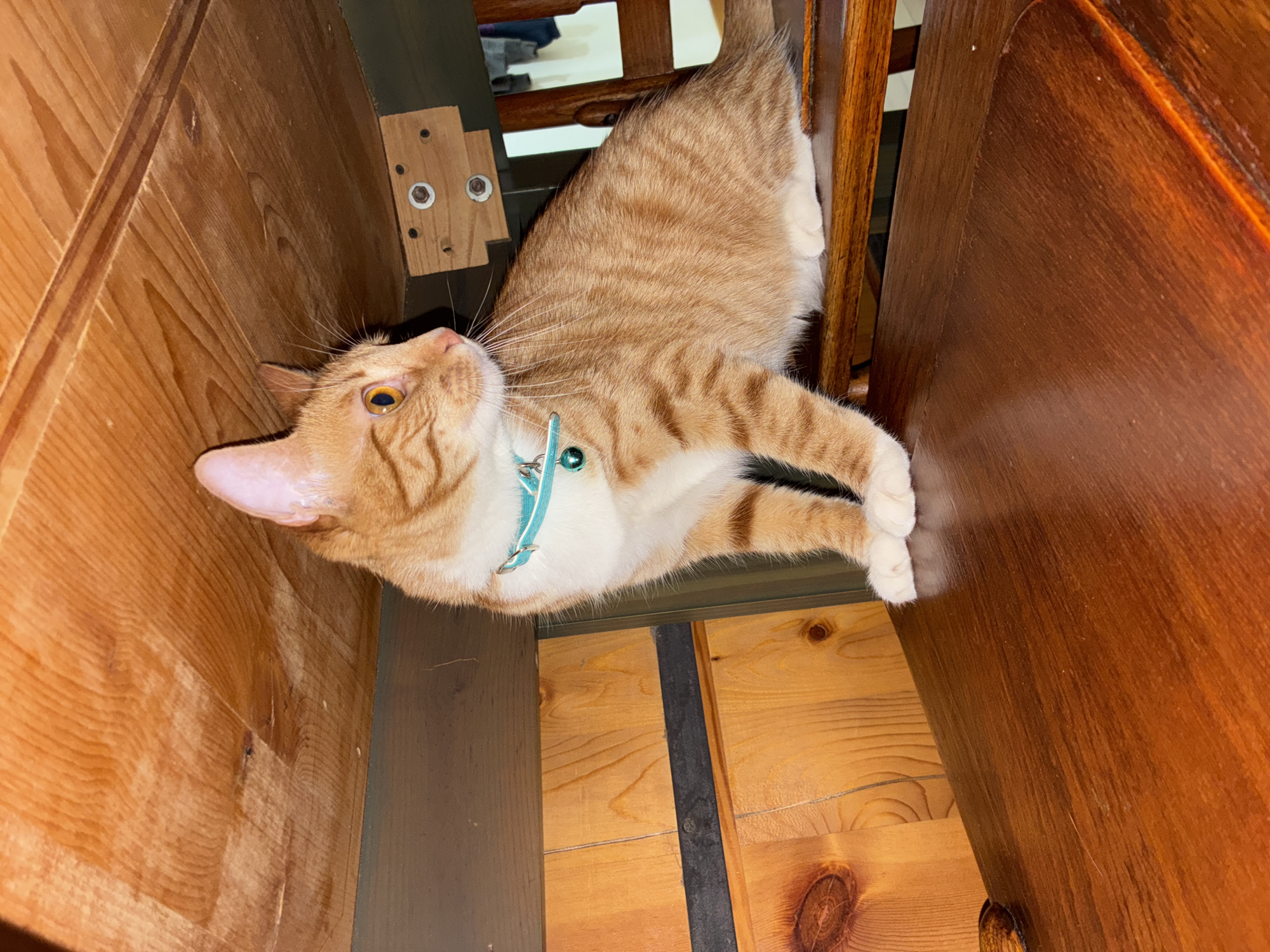 An orange and white tabby cat is depicted in an indoor setting, likely within a home in Mexico City, Mexico. The cat is positioned unusually within a confined wooden space, possibly a shelf or between pieces of furniture, lying on its back or side. Its body is oriented vertically in the frame, with its head tilted upwards, gazing with bright orange eyes. The cat wears a light blue collar adorned with a small bell, suggesting it is a domestic pet.
The surrounding environment is characterized by distinct wooden elements. To the left, there is a prominent section of light-toned, natural pine wood paneling or furniture, displaying visible grain patterns. Adjacent to this, a darker, possibly green-painted wooden structure with exposed metal bolts or fasteners is partially visible, suggesting a functional piece of furniture or an architectural detail. On the right, a darker, richly stained wooden surface, resembling furniture such as a chair back or a cabinet, provides a warm contrast to the lighter wood.
The cat appears calm and curious, observing its surroundings from its relaxed, reclined position. Its front paws are softly curled. The lighting indicates an indoor scene, likely illuminated by artificial light, as no external light sources or specific time of day are discernible. No people are visible, and there is no visible text in the image.