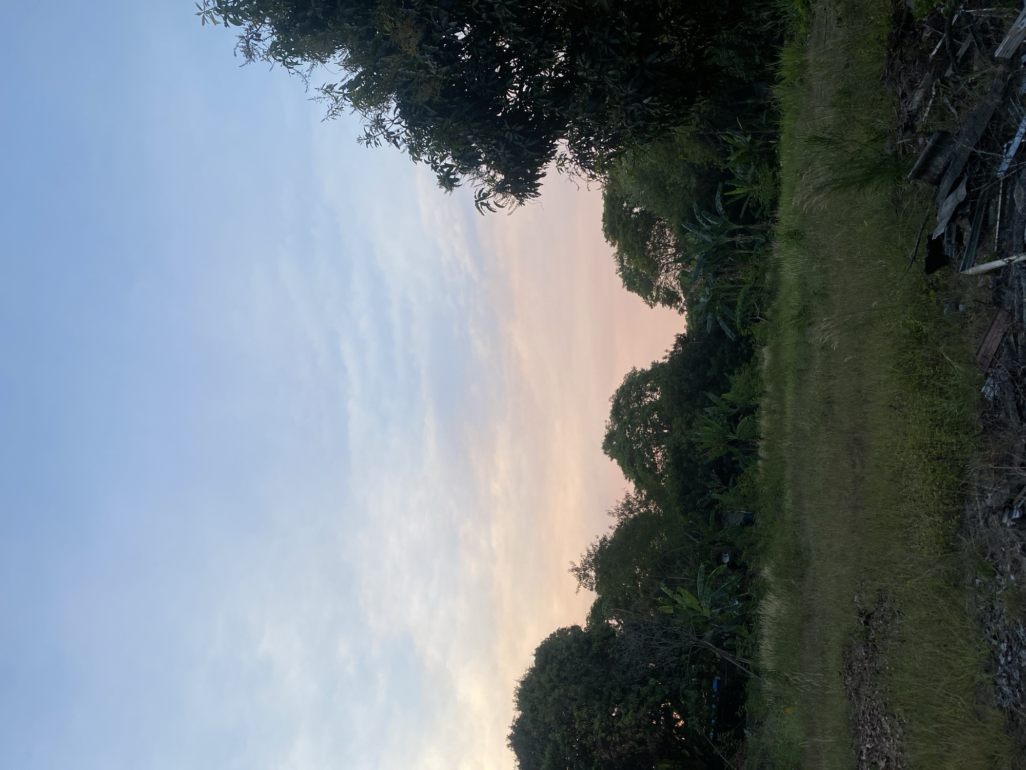 A serene landscape photograph captures the sky above a verdant field and dense foliage in Banjarbaru, Indonesia. The sky exhibits a soft gradient of pale blue at the top, transitioning to a delicate blush of pink and orange near the horizon, indicative of either sunrise or sunset. Wispy clouds are scattered across the upper portion of the sky.
In the foreground, a field of tall, dry grass stretches across the frame, appearing slightly unkempt. Towards the bottom right, a pile of debris is visible, including pieces of corrugated metal and wood, suggesting an area that might be undergoing clearing or is a site of discarded materials.
A line of lush green trees forms a natural backdrop, with a variety of species visible, including what appear to be banana trees interspersed with other larger trees. The foliage is dense and creates a wall of green that contrasts with the softer tones of the sky. On the far right of the image, a large tree with dark green leaves dominates the edge of the frame, reaching upwards towards the sky. The overall impression is one of natural beauty tinged with a hint of human presence through the discarded materials in the foreground.