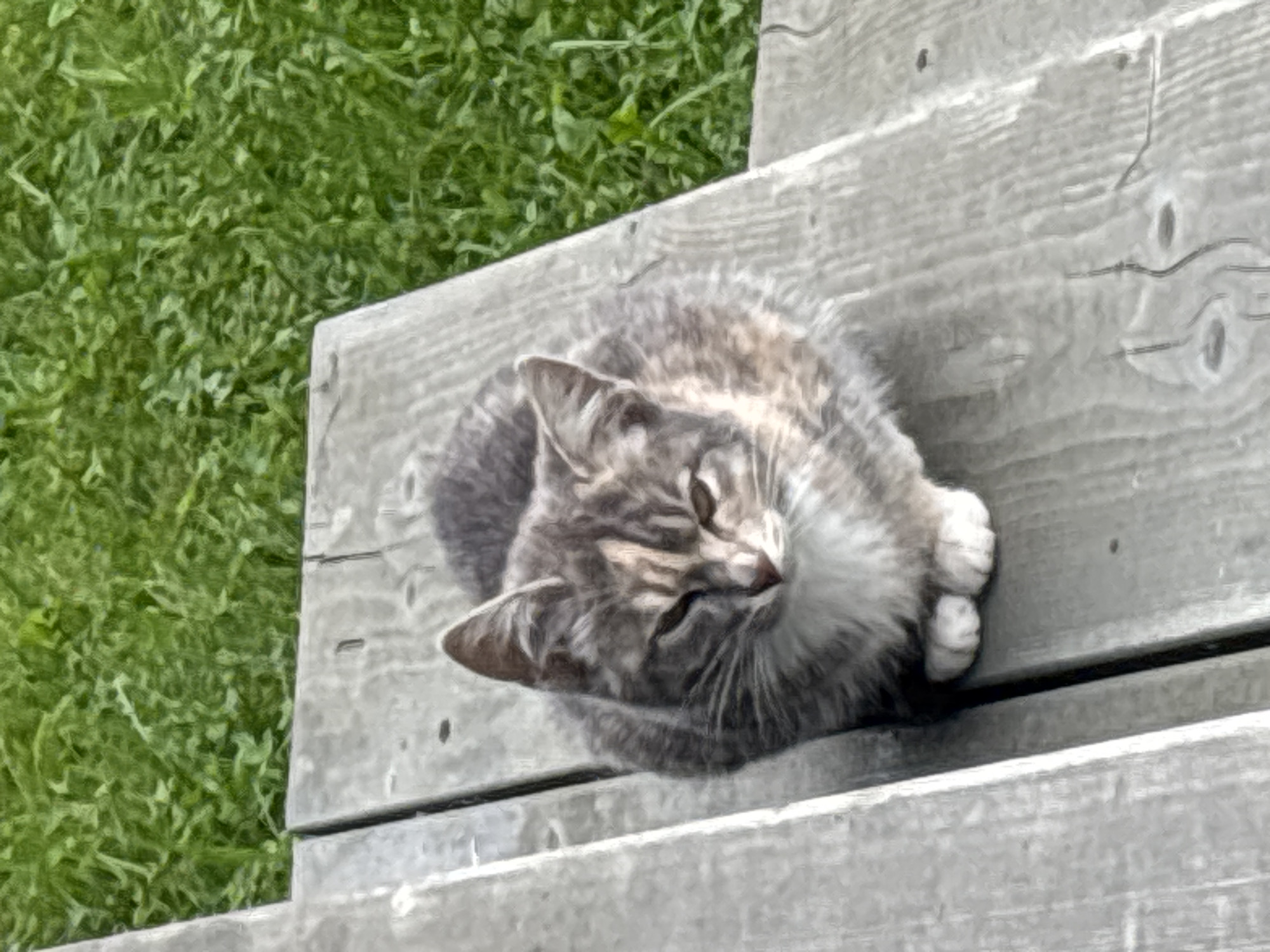 A grey and white tabby cat is sitting on wooden planks, with green grass visible in the background. The cat is curled up, facing slightly to the left, with its paws tucked underneath. Its eyes are partially closed, and its expression is relaxed. The wooden planks appear weathered and are arranged in a way that suggests they might be part of outdoor seating or a deck. The overall scene is tranquil and appears to be an outdoor setting. No specific location in Zvenigorod, Russia, can be determined from the image.