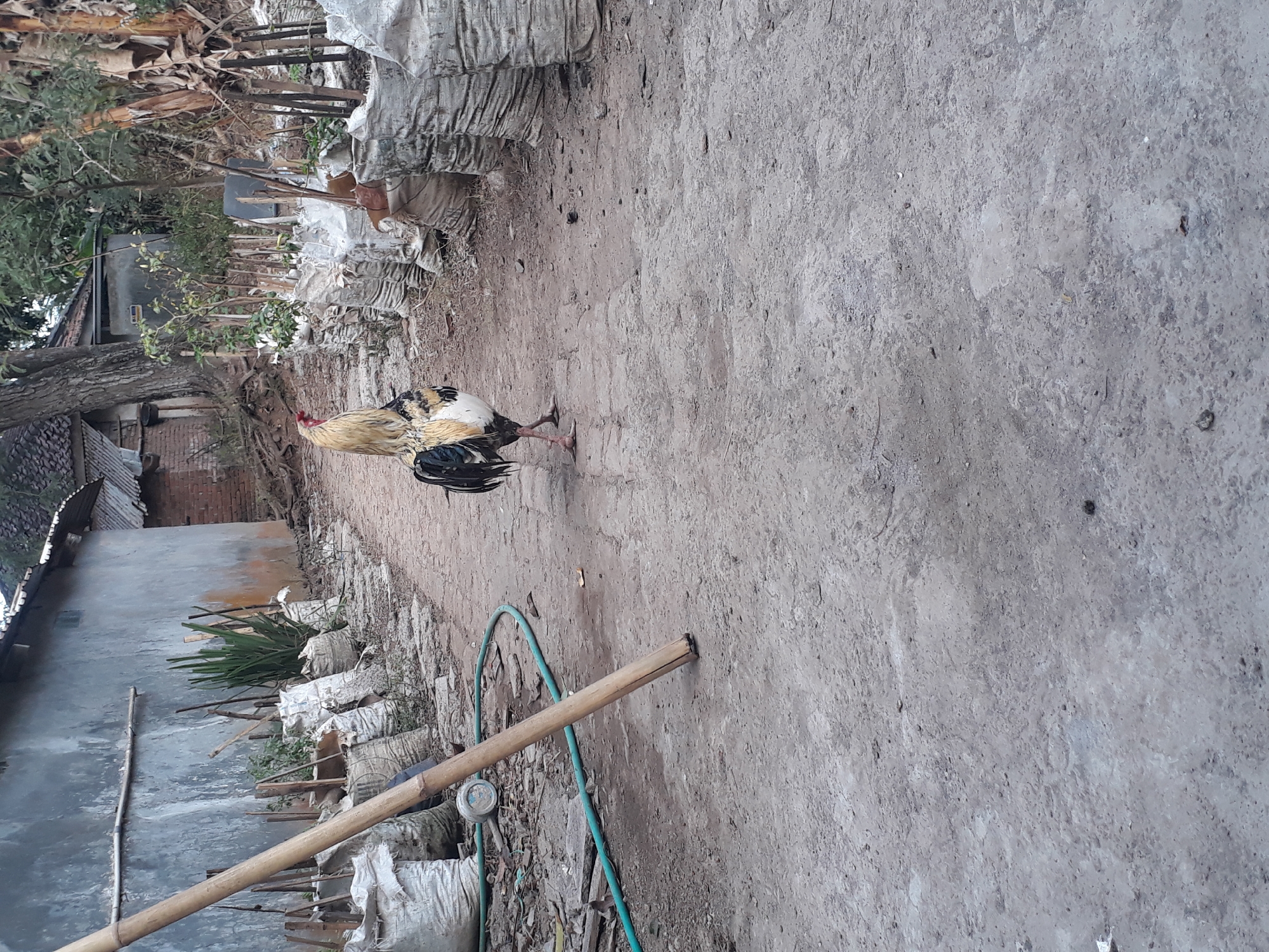 A rooster stands in the middle of a dirt path in what appears to be a rural or semi-rural setting. The path is lined on both sides with large, white sacks, possibly filled with soil or sand, and on the left, a tall bamboo pole leans diagonally across the frame. A green hose is visible on the ground to the left of the pole. In the background, there is a building with a gray, textured wall, and further back, trees and other vegetation are present. The rooster is facing left, with its head turned slightly towards the viewer, displaying its predominantly yellow and white plumage with black accents on its tail and wings. The ground is a dusty, compacted dirt surface. The scene suggests an outdoor area with some agricultural or storage elements.