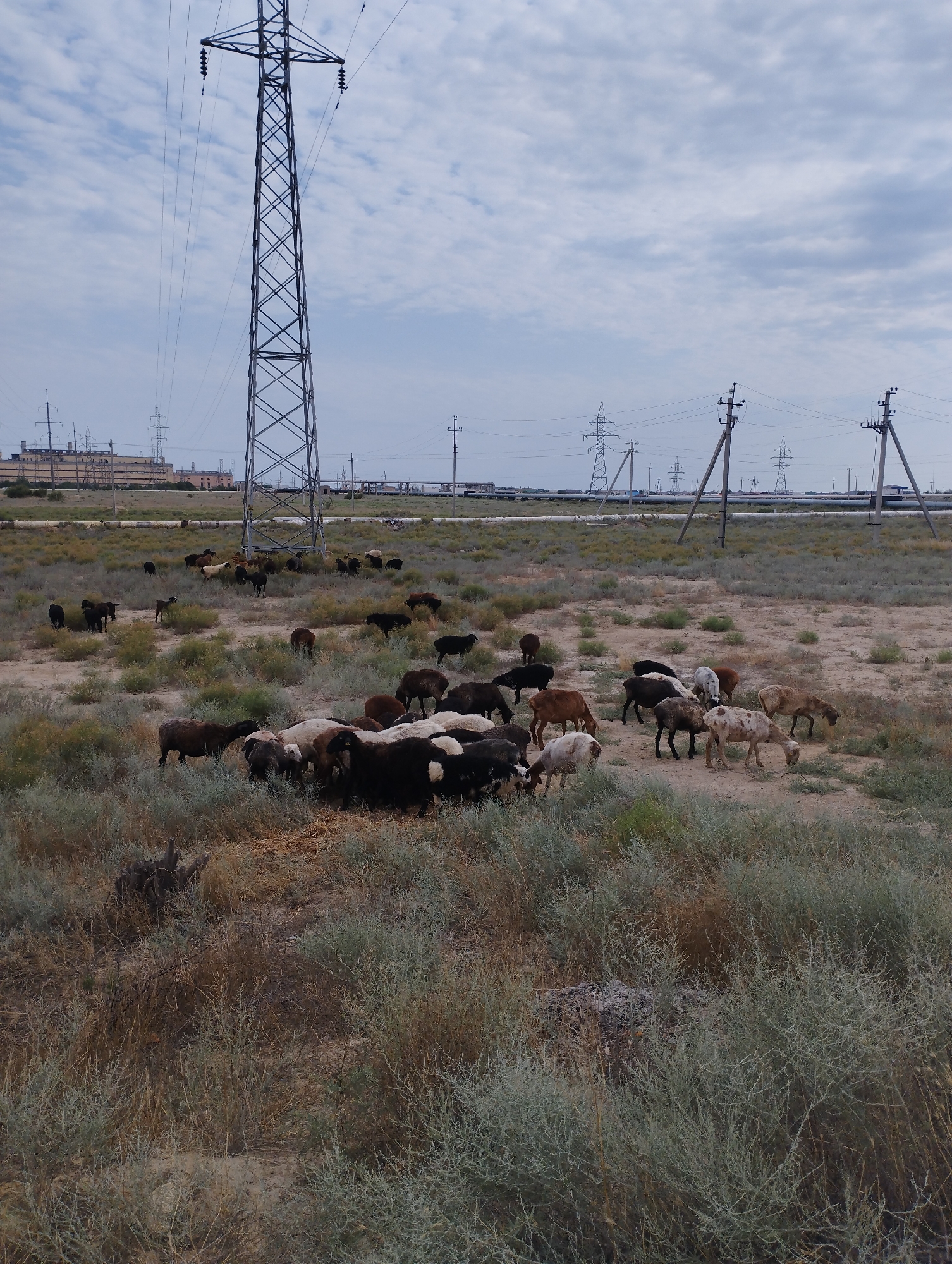 The image depicts a herd of sheep grazing in a dry, arid landscape with sparse vegetation. A tall, lattice-style electrical transmission tower is prominently featured in the foreground, dominating the left side of the frame. In the background, industrial structures, likely part of a power plant or factory, are visible along with numerous other electrical poles and overhead power lines. The sky is overcast with scattered clouds. The scene is characteristic of the outskirts of Aktau, Kazakhstan, where industrial infrastructure often coexists with pastoral activities in a semi-desert environment. There are no people visible in the image. The sheep, varying in color from black and white to brown, are scattered across the field, some grazing, others standing.