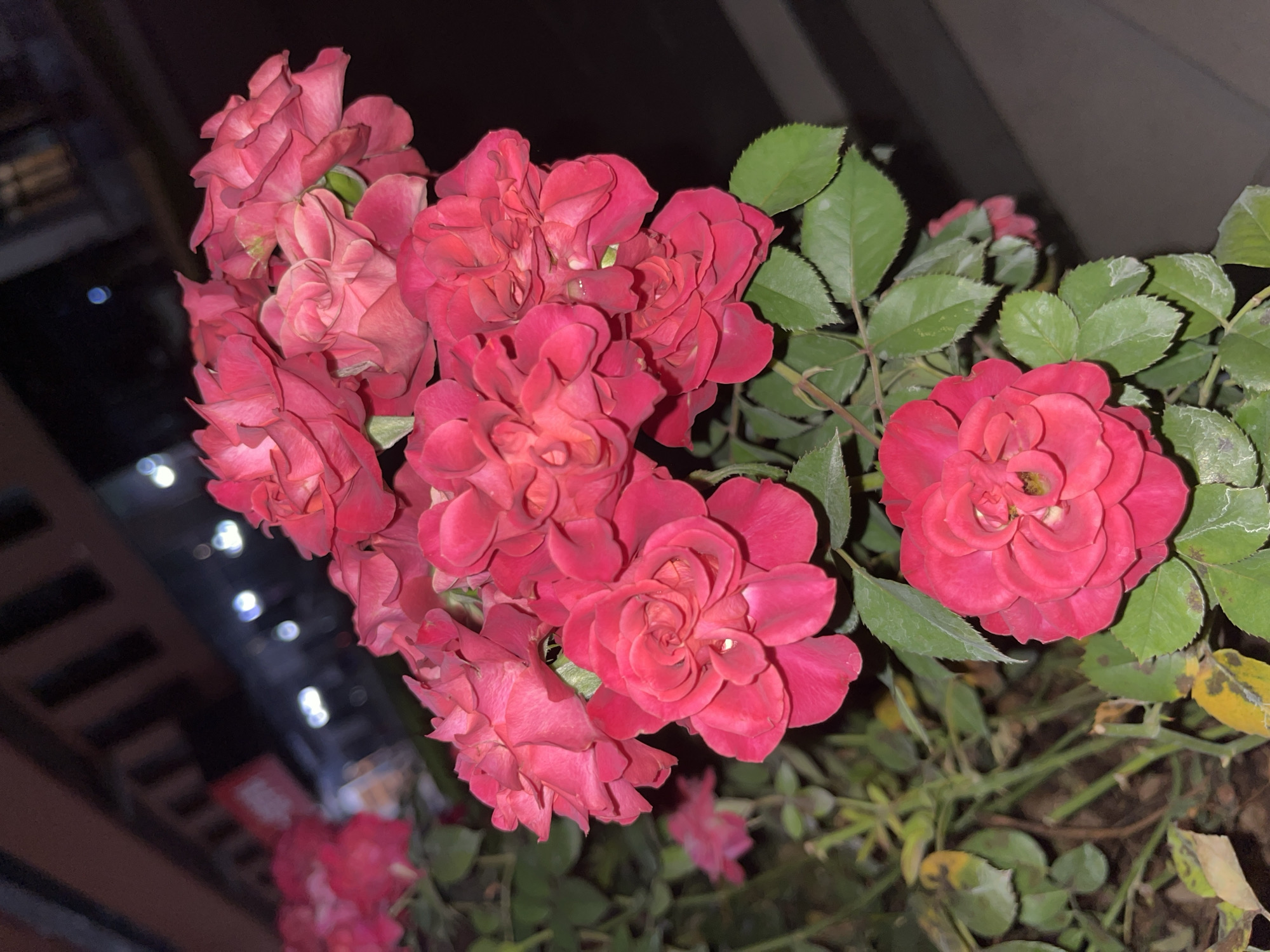 A cluster of dark pink roses is in the foreground of the image, with some of the flowers in sharp focus and others blurred. The roses have many layers of petals. Green leaves are visible, some of which appear to be discolored with yellow and brown spots. In the blurred background, there are lights that appear to be from a city street or building, suggesting an urban setting, possibly in the Yuzhong District of China. The overall lighting suggests it may be nighttime.