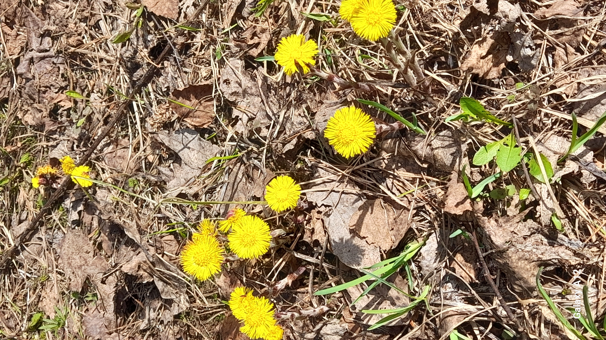 The image depicts a patch of ground covered with dry, brown leaves, grass, and debris, with several bright yellow flowers scattered throughout. The flowers appear to be emerging directly from the ground, without noticeable stems. The scene seems to be set outdoors, possibly in a natural or lightly landscaped area, such as a park or garden, within the city of Марковский, Russia. There are no people or discernible actions visible in the frame. The image focuses on the contrast between the vibrant flowers and the muted colors of the surrounding environment.