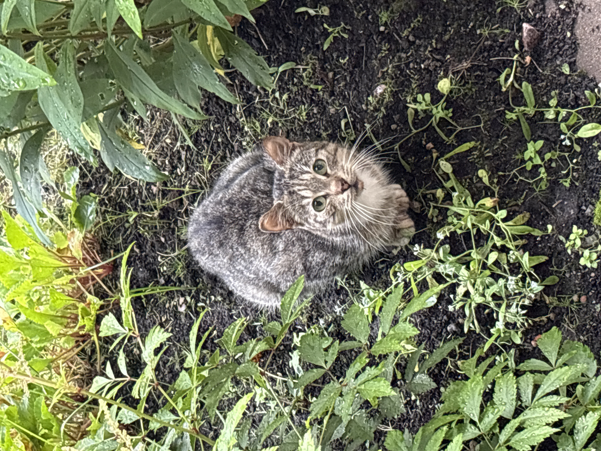 A tabby cat with green eyes and a grey and brown striped coat is sitting on the ground in a garden. The cat is looking directly at the camera. The ground is covered in dark soil, with patches of green weeds and some fallen leaves. To the left and right of the cat are clusters of leafy green plants. Some of the leaves appear to be wet, suggesting recent rain. The setting appears to be a residential garden in Leningradskaya, Russia.