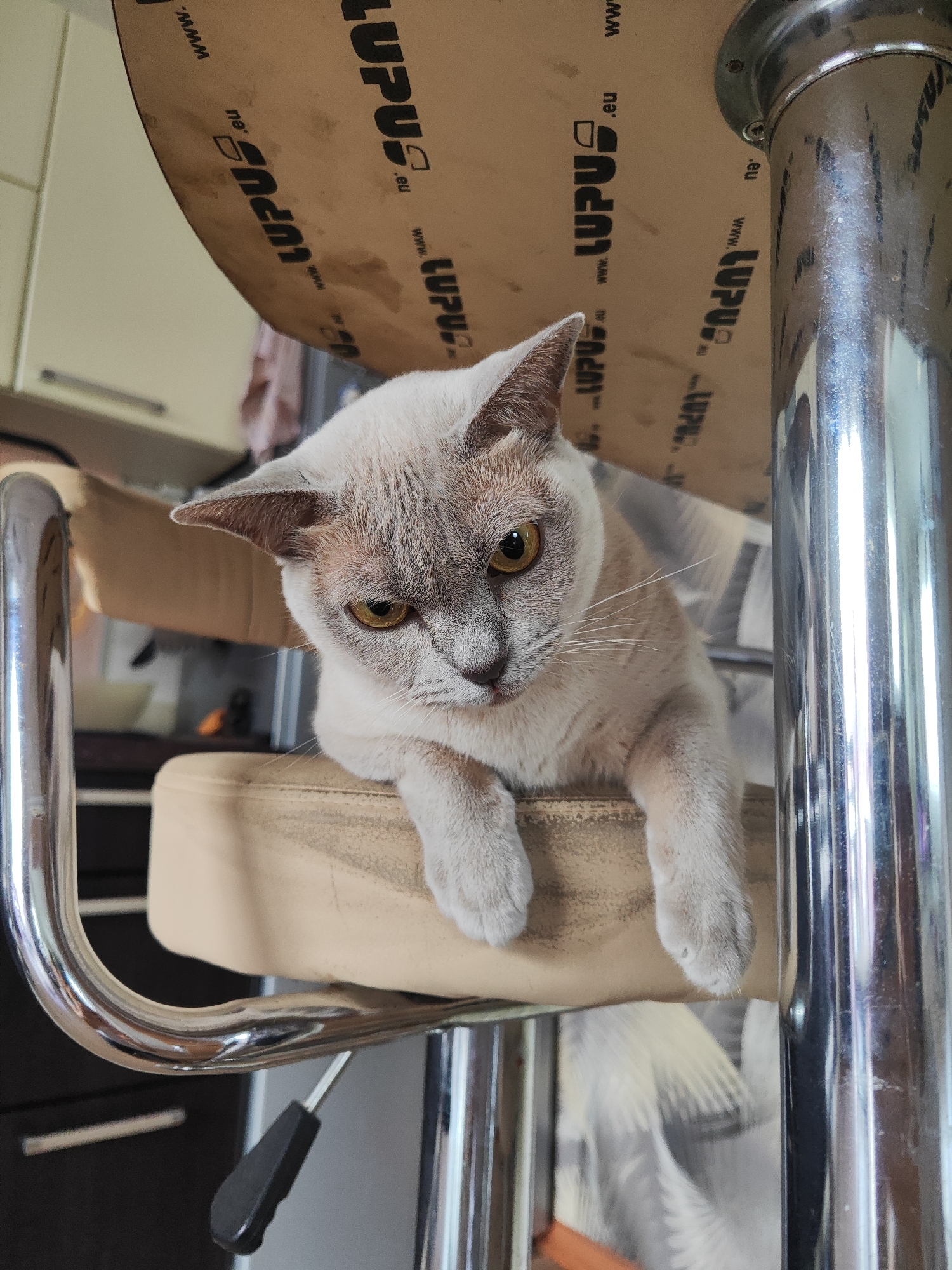 A domestic cat with light gray fur and yellow eyes is resting on a padded chair. The cat is positioned to the left of the frame, with its front paws dangling over the edge of the chair. The background includes a chrome-plated metal leg of a table or chair, and a circular cardboard surface with the logo "LUPUS.eu" printed on it. The scene appears to be indoors, possibly in a residential or commercial setting. There is no information in the image to suggest a specific location within the city of Gvardeysk, Russia.