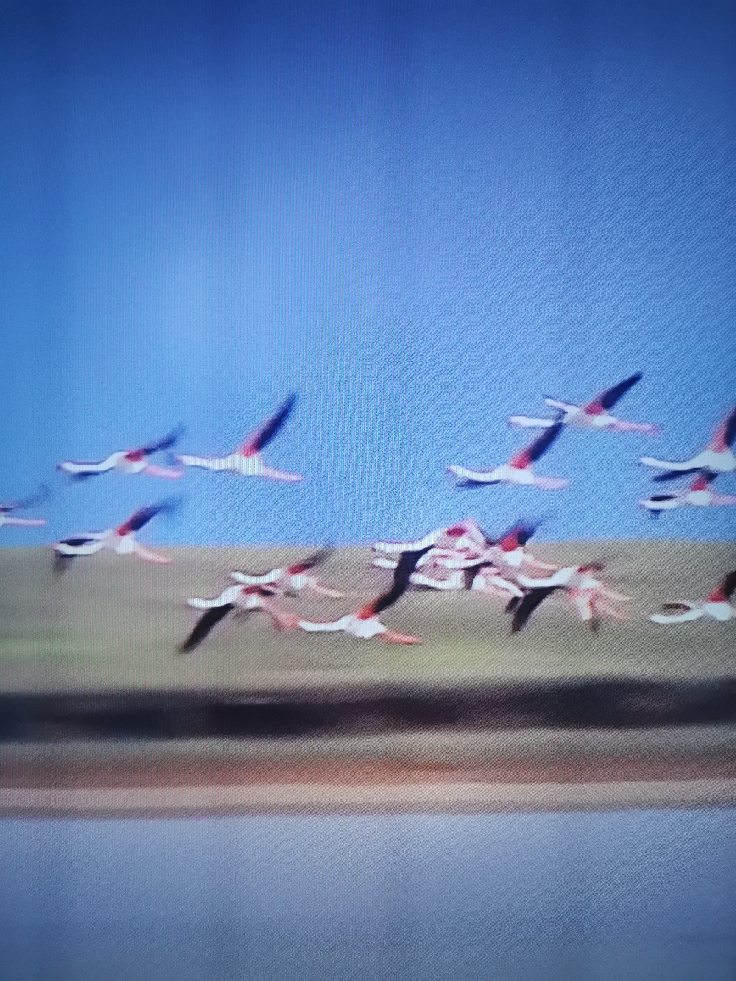 The image shows a flock of flamingos in flight against a bright blue sky. The birds have white bodies with pink and black accents on their wings. They are depicted in various stages of flight, with wings outstretched. Below the flamingos is a blurred landscape with a strip of green and brown, suggesting land, and a large expanse of blue, likely representing water. The image is slightly pixelated and appears to be a photograph or a still from a video. There is no identifiable signage or landmarks that would place the scene specifically within the city of Dnipro, Ukraine.
