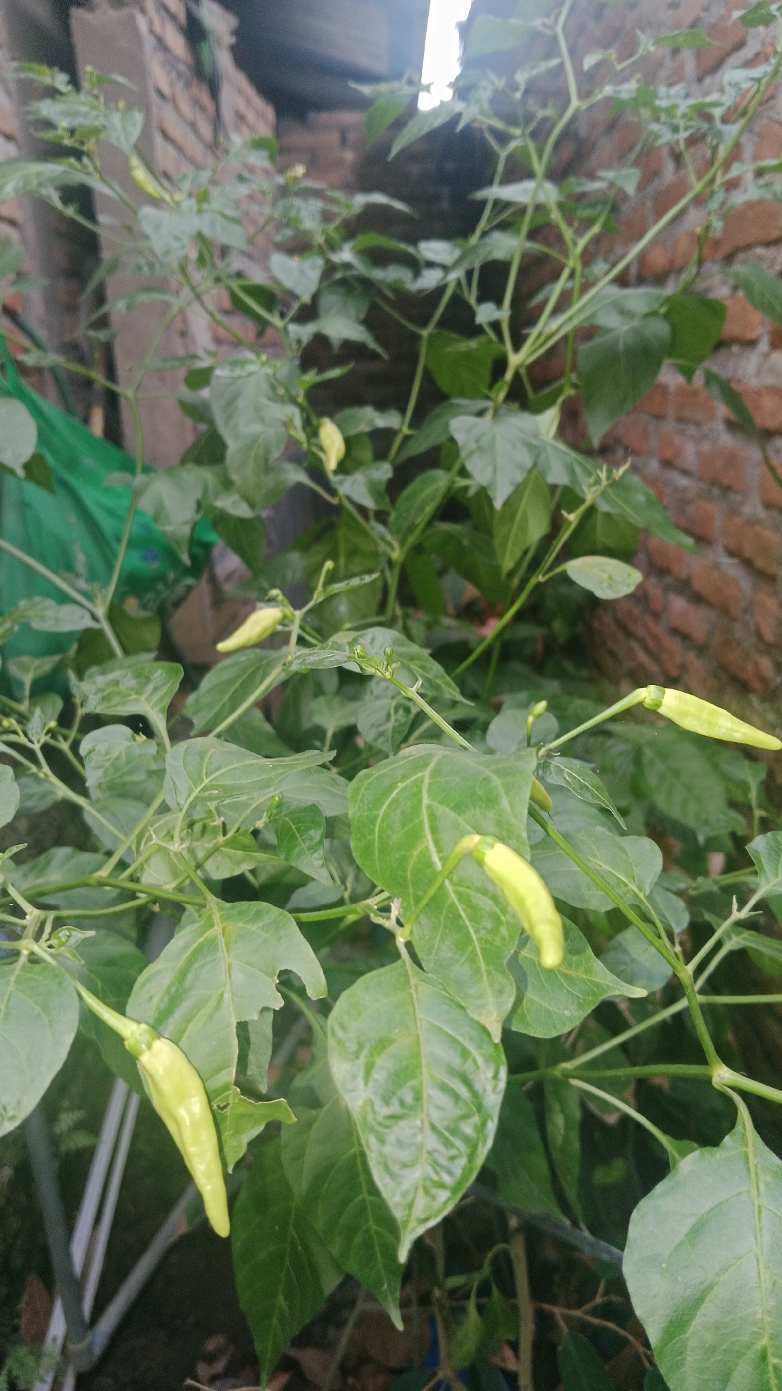 A close-up, slightly blurry shot shows a pepper plant with several young, pale green peppers growing on it. The plant has numerous large, dark green leaves and thin, woody stems. Some of the leaves show signs of damage, with small holes or tears. In the background, a brick wall can be seen, and a green tarp is partially visible on the left side of the frame. The lighting is somewhat dim, suggesting an outdoor setting, possibly in a garden or yard. The overall scene is natural and appears to be a still-life of a developing plant.